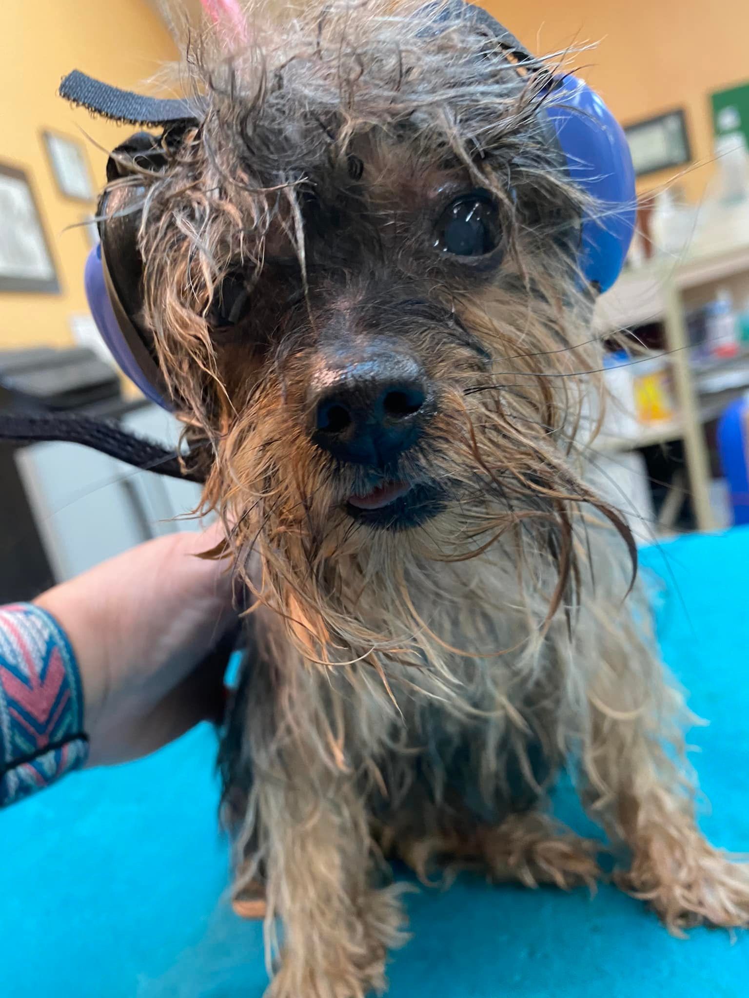 A person is holding a wet dog on a table.