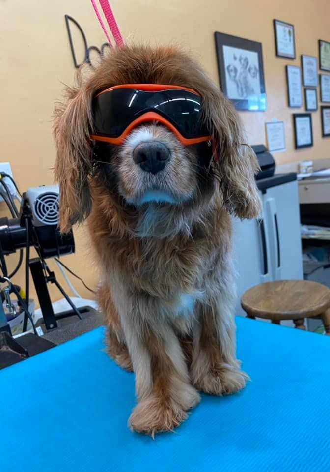 A dog wearing goggles is sitting on a blue table.