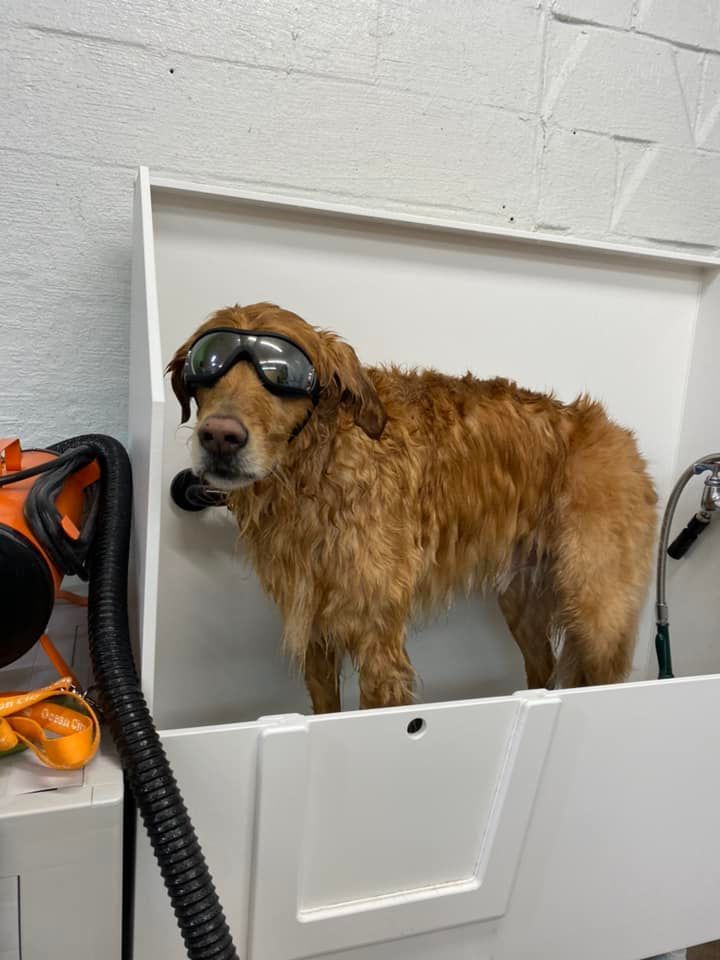 A dog wearing goggles is standing in a bathtub.