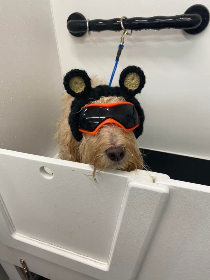 A dog wearing a bear hat and goggles is taking a bath.