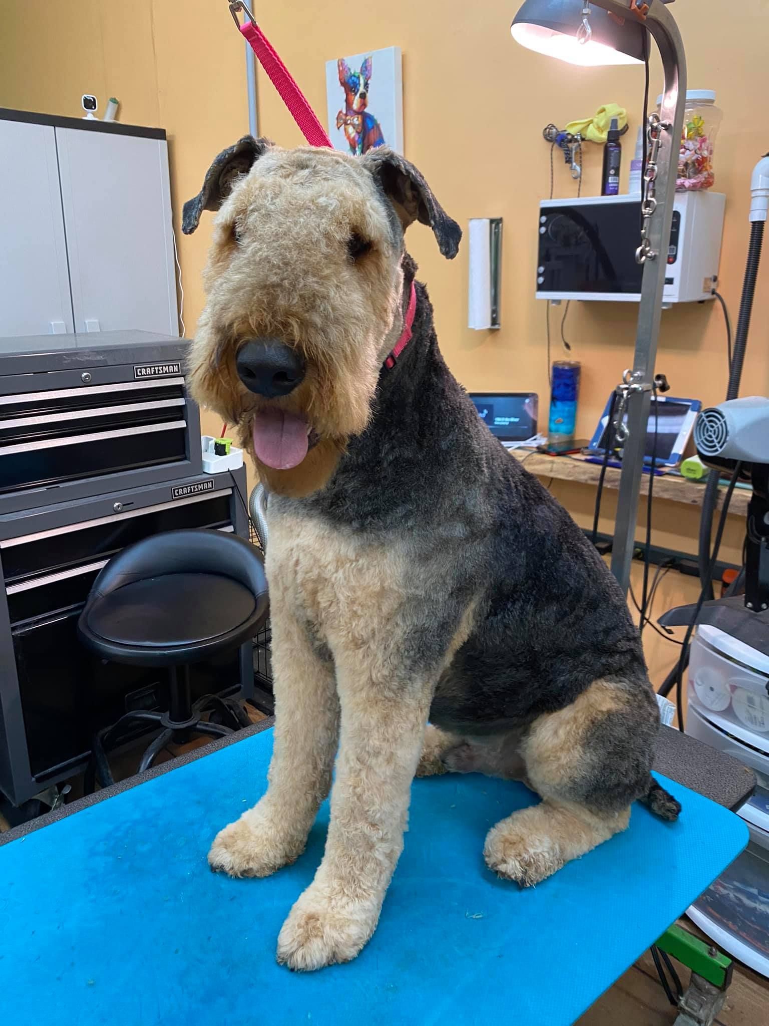 A dog is sitting on a blue table in a grooming salon.