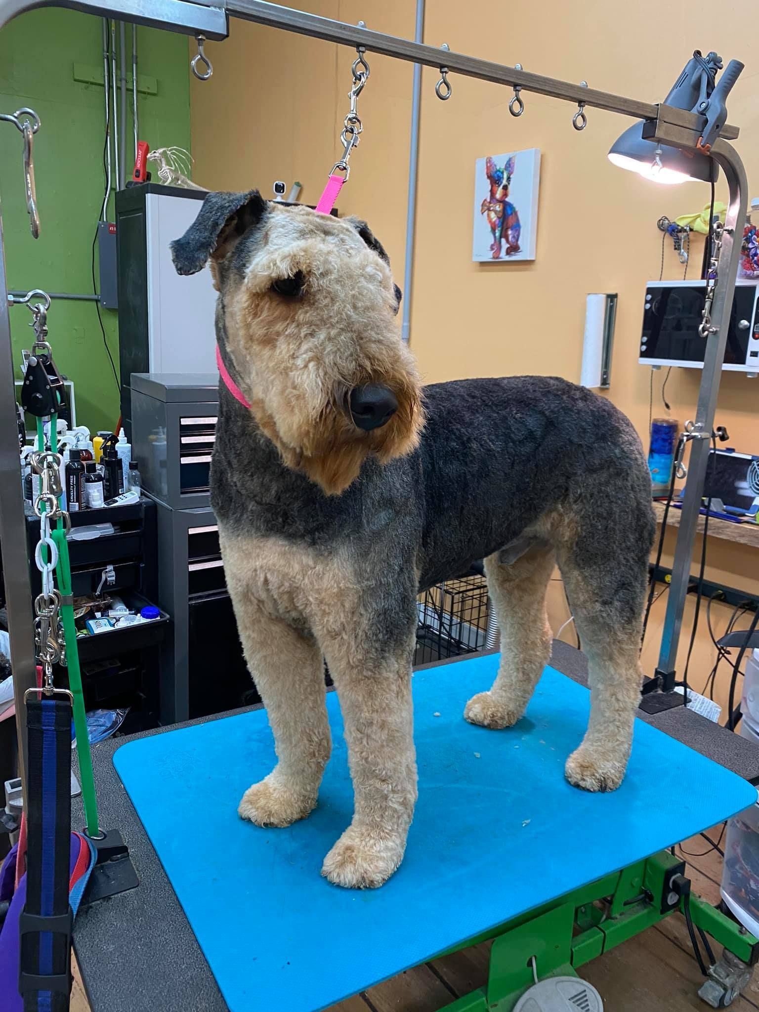 A dog is standing on a blue table in a grooming salon.