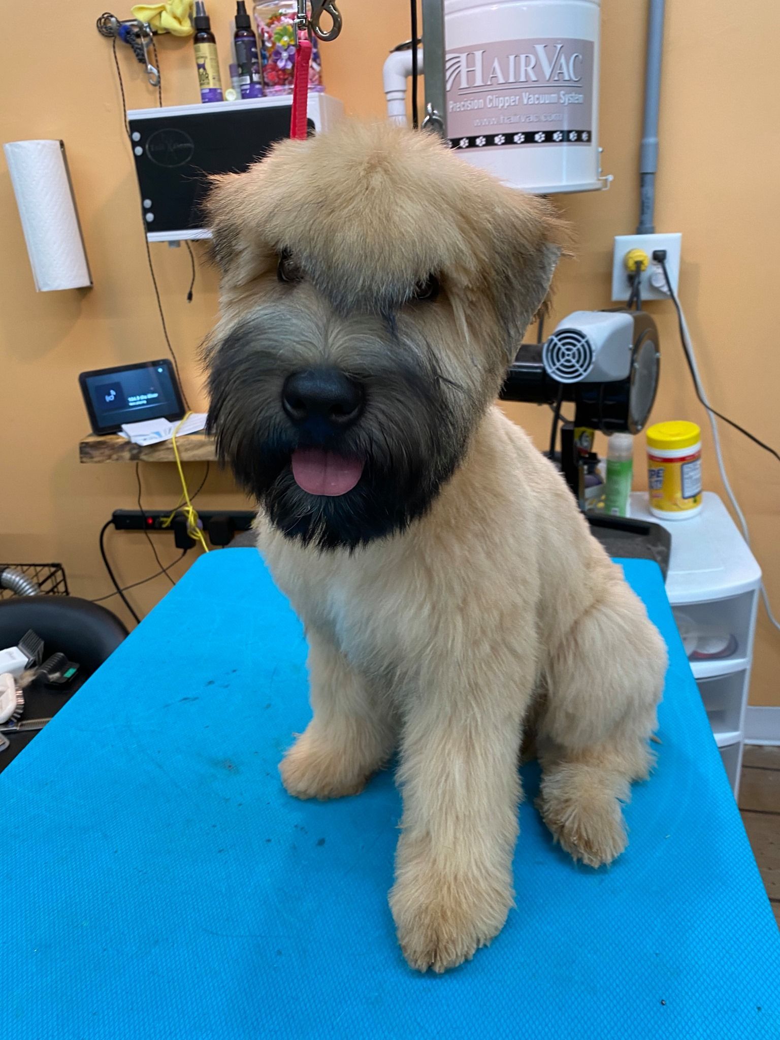 A small dog is sitting on a blue table in a grooming salon.