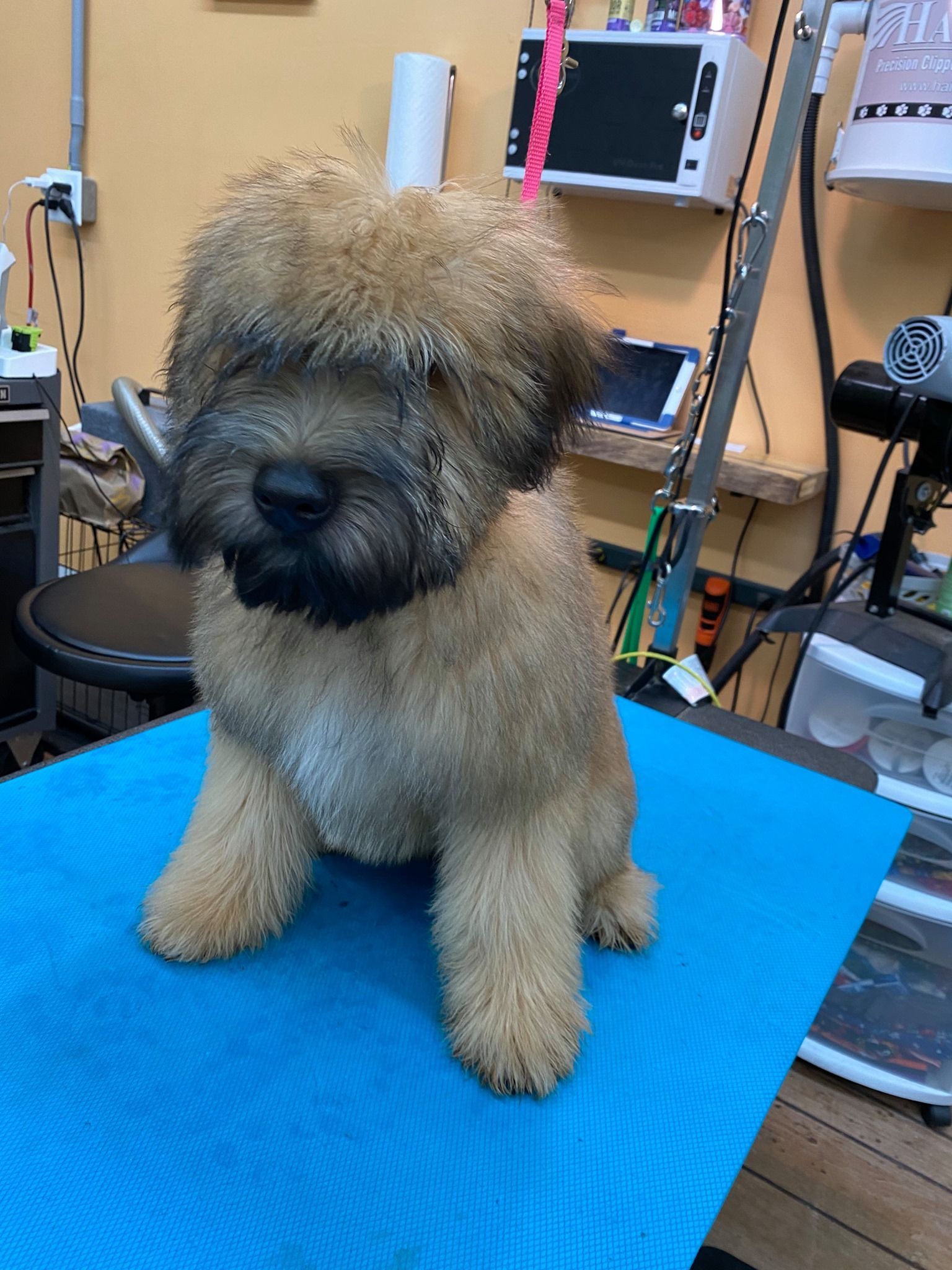 A small brown dog is sitting on a blue table.