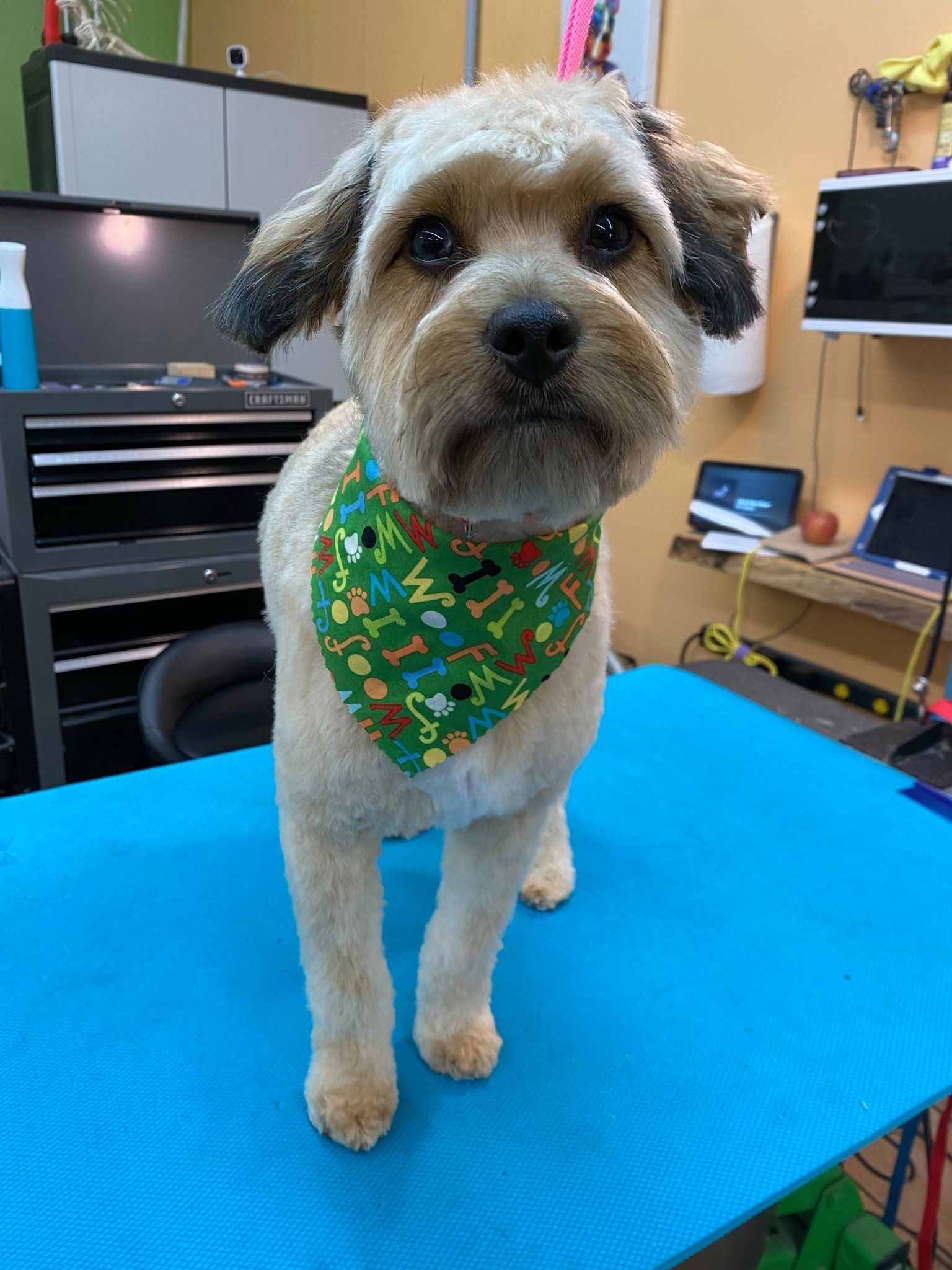 A small dog wearing a bandana is standing on a blue table.