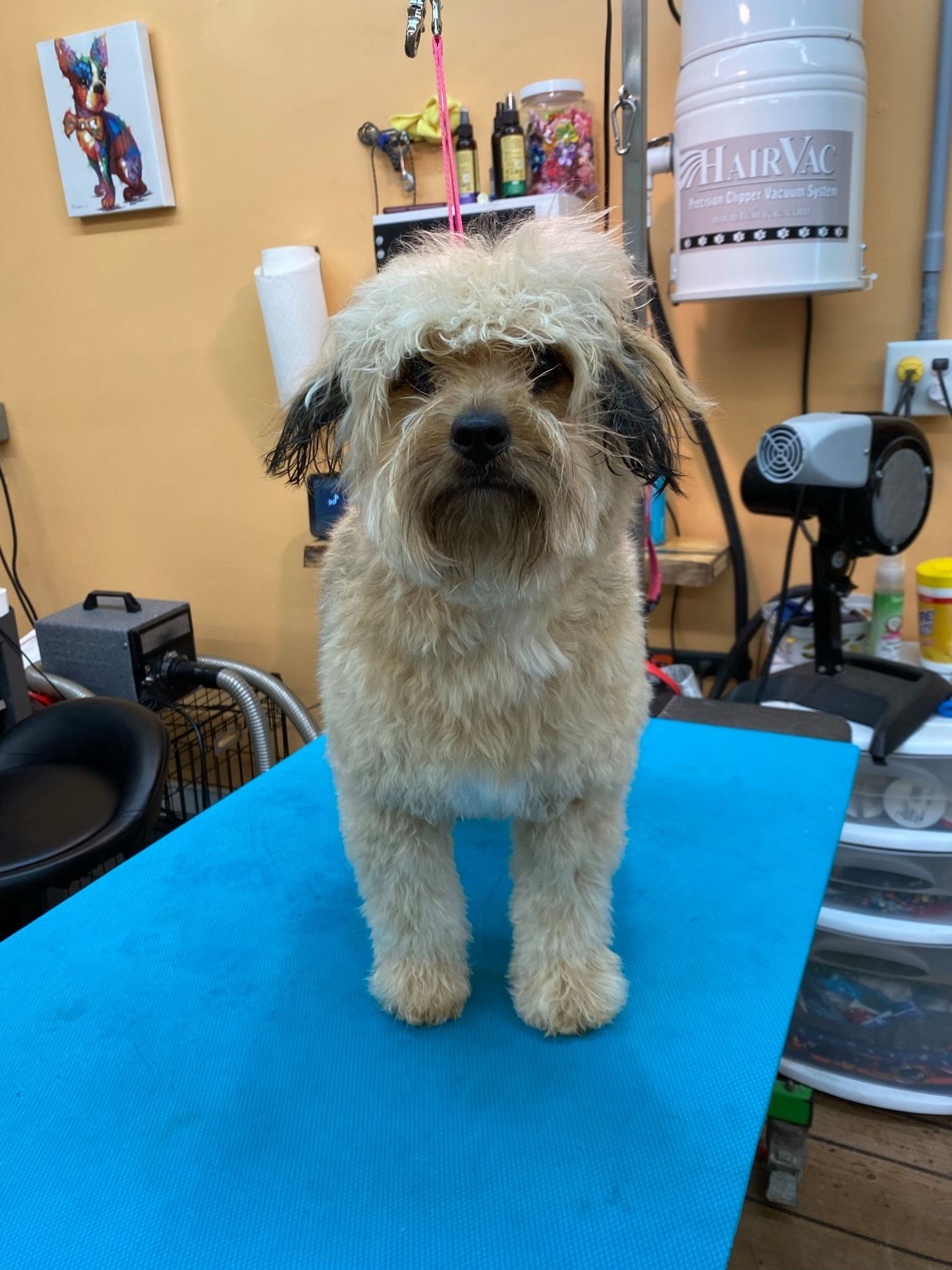 A small dog is standing on a blue table in a grooming salon.