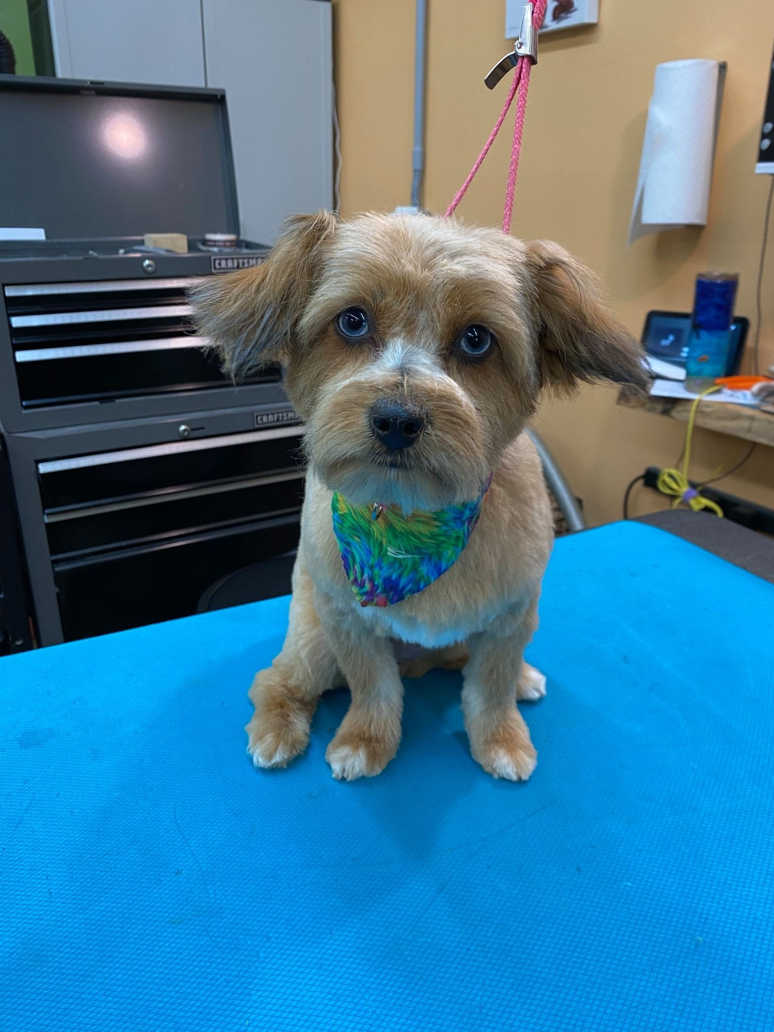A small brown and white dog is sitting on a blue table.
