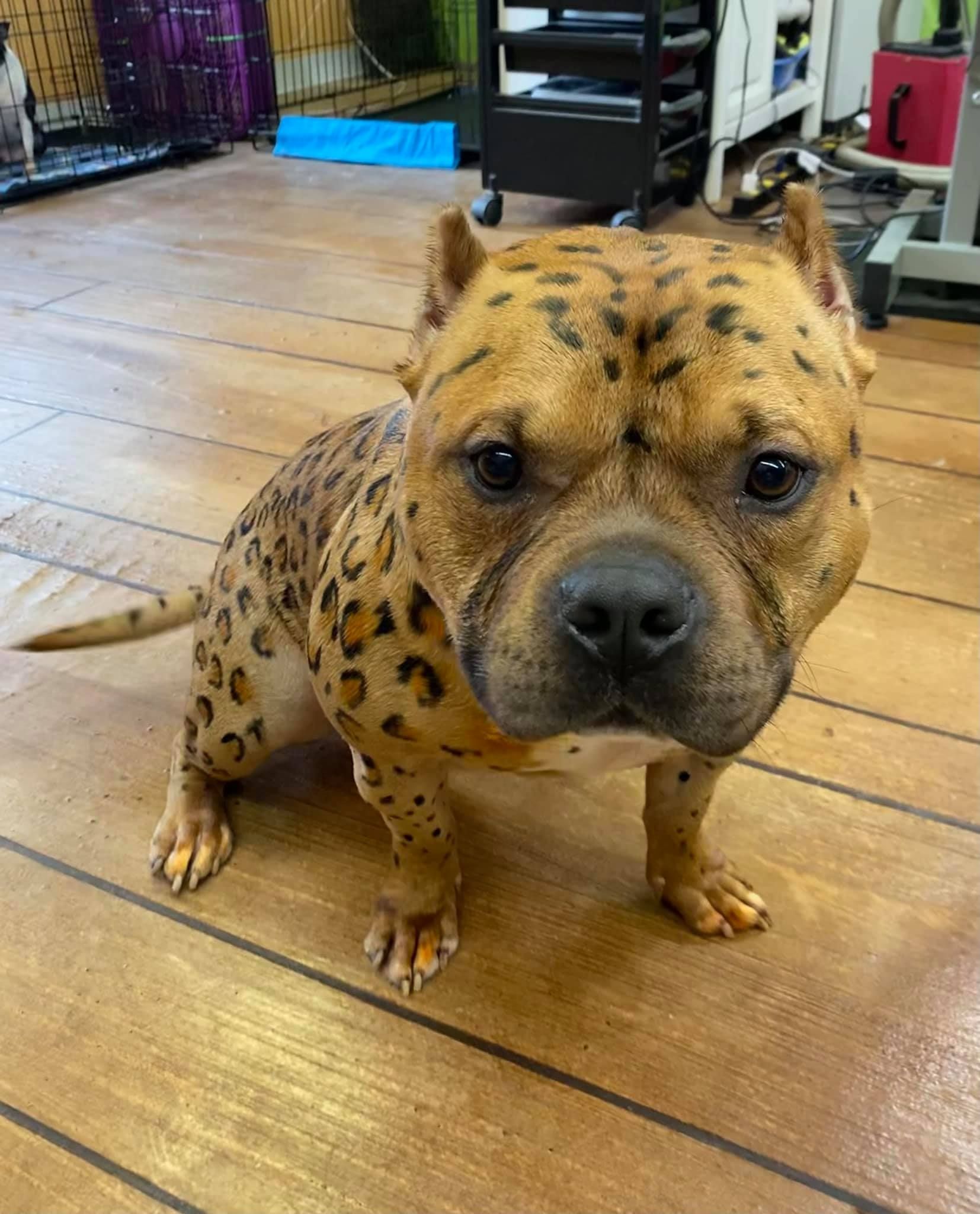 A brown poodle is sitting on a table in a room.