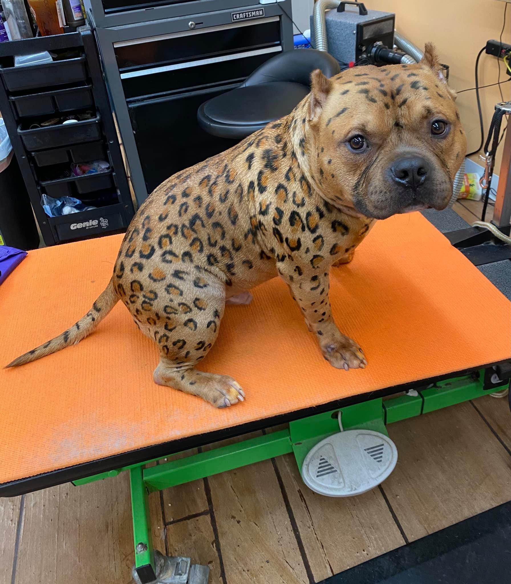 A leopard print dog is sitting on an orange table