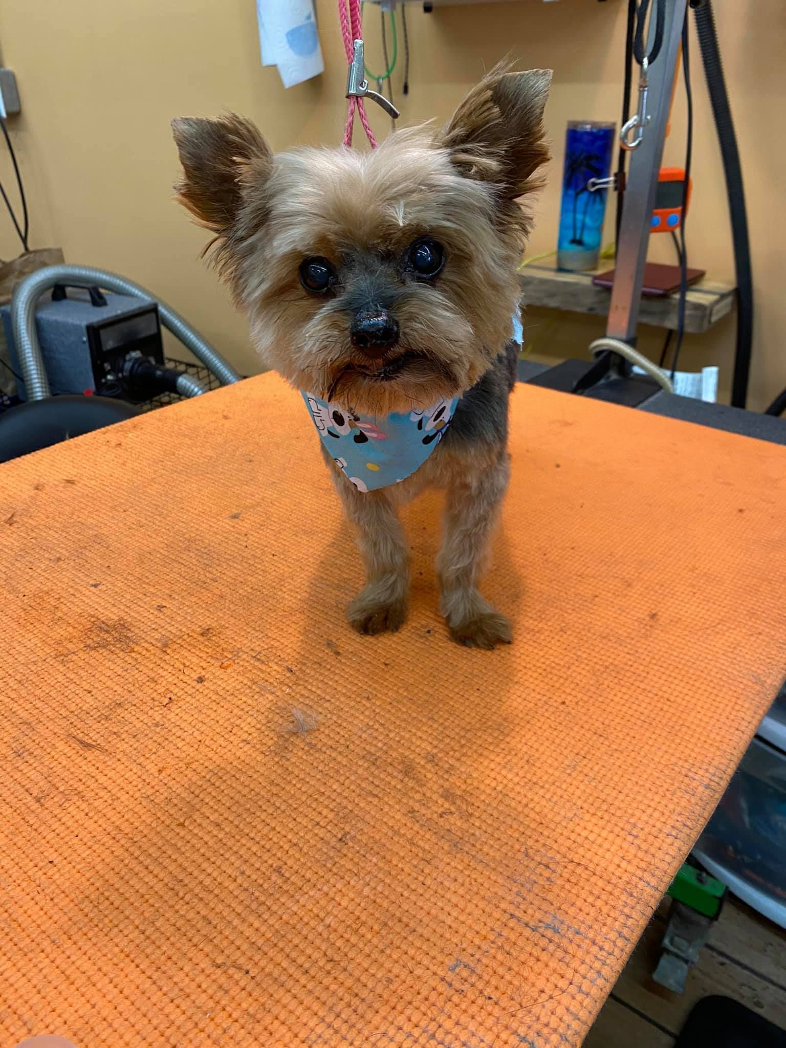 A small dog wearing a bandana is standing on an orange mat.