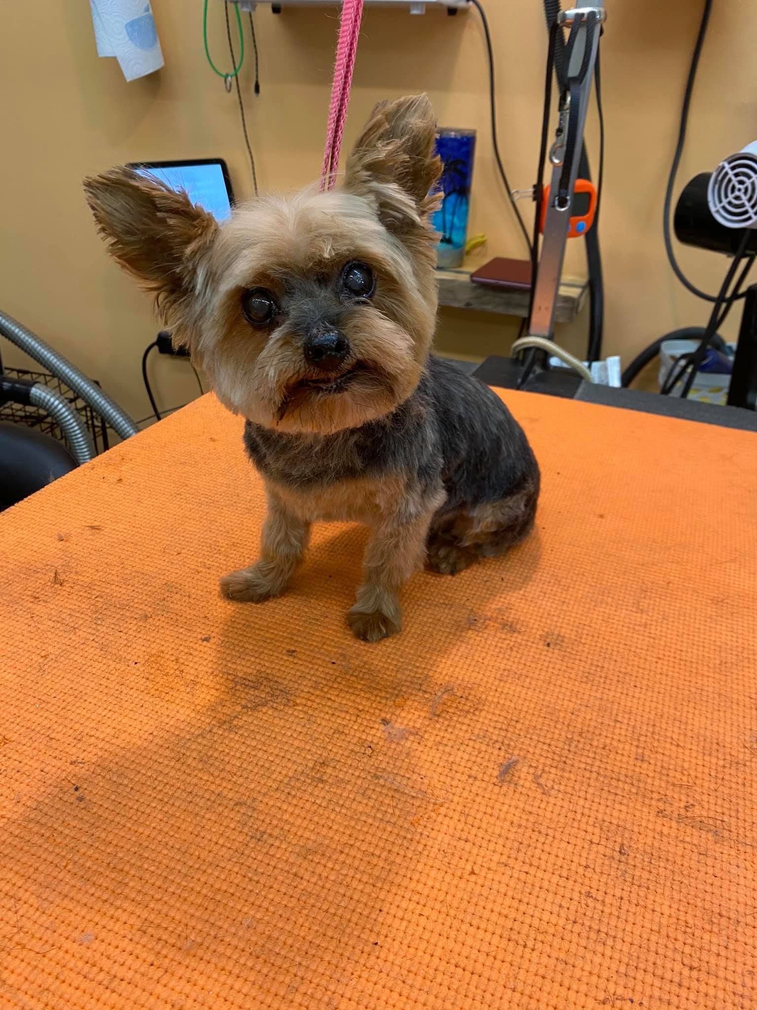 A small dog is sitting on an orange towel on a table.
