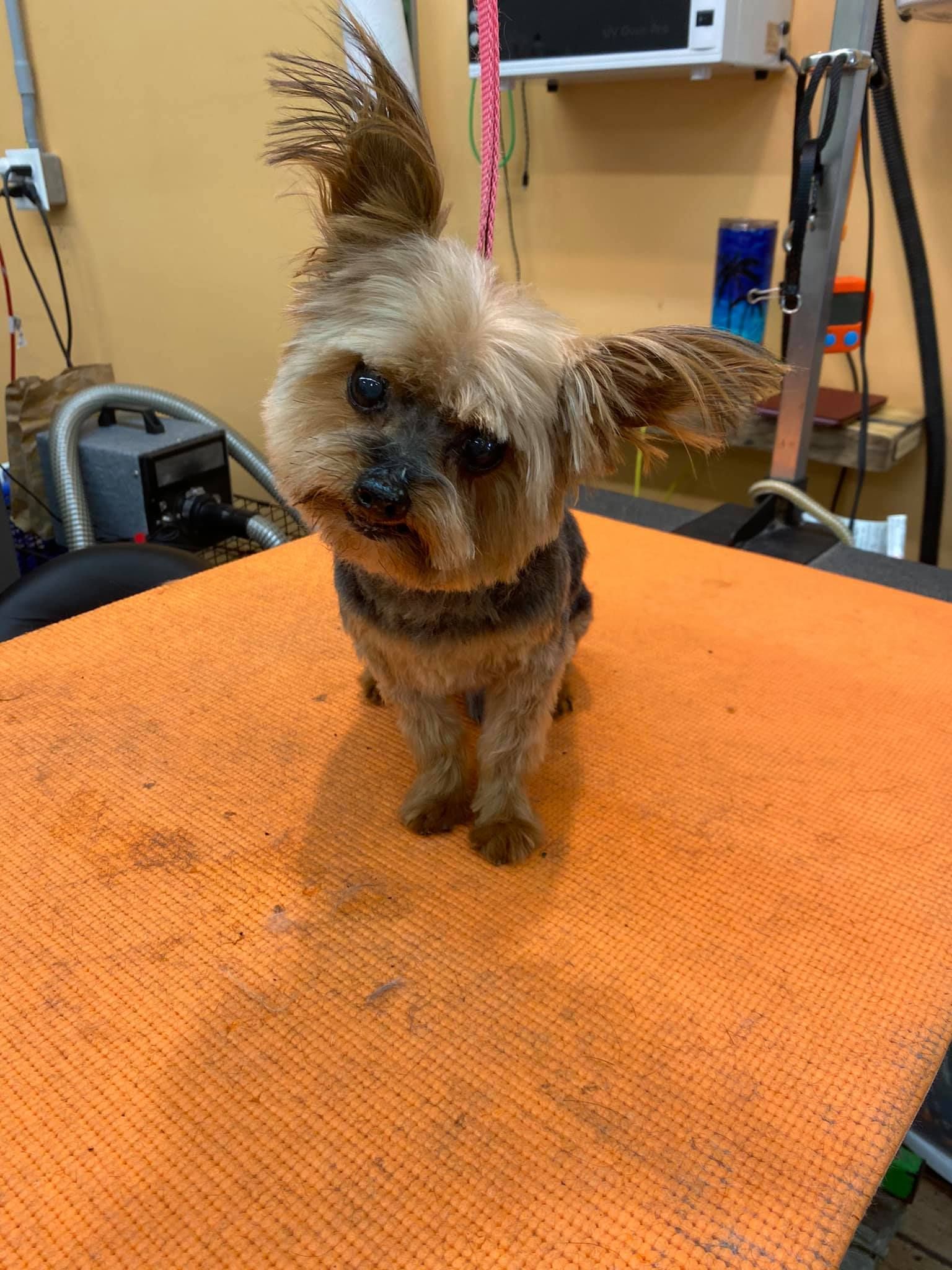 A small dog is sitting on an orange towel on a table.