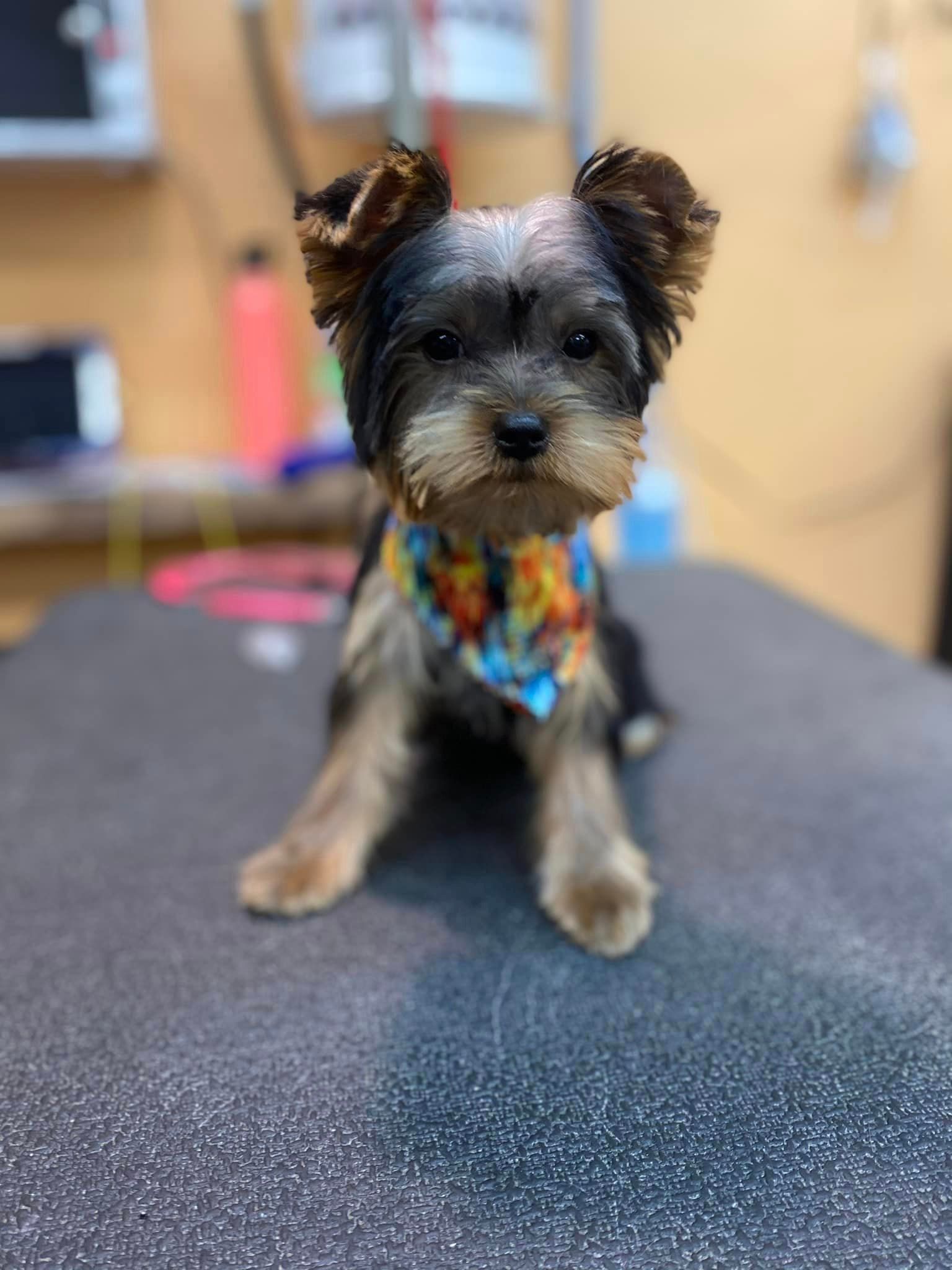 A small dog wearing a bandana is sitting on a table.