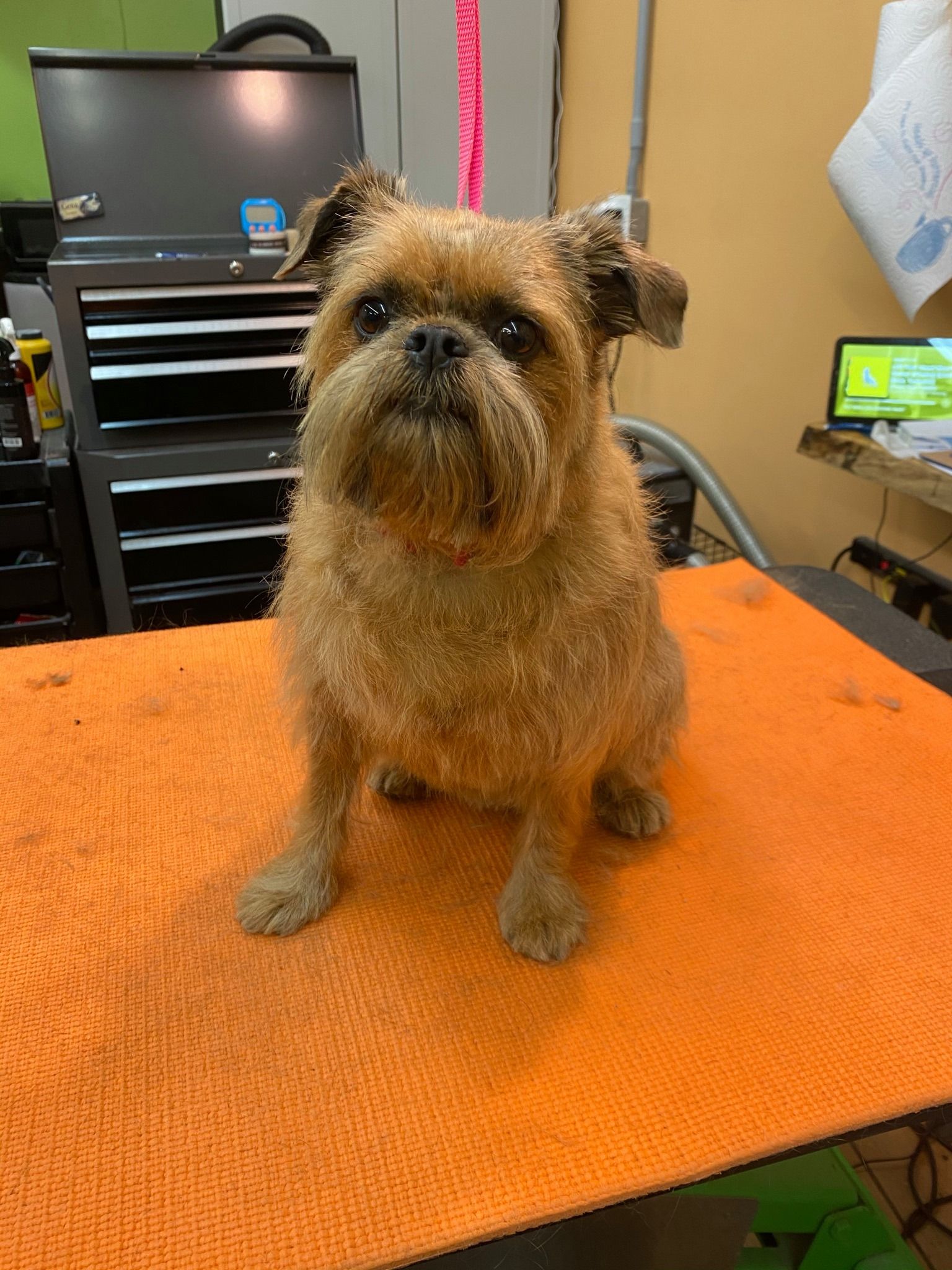 A small brown dog is sitting on an orange towel on a table.