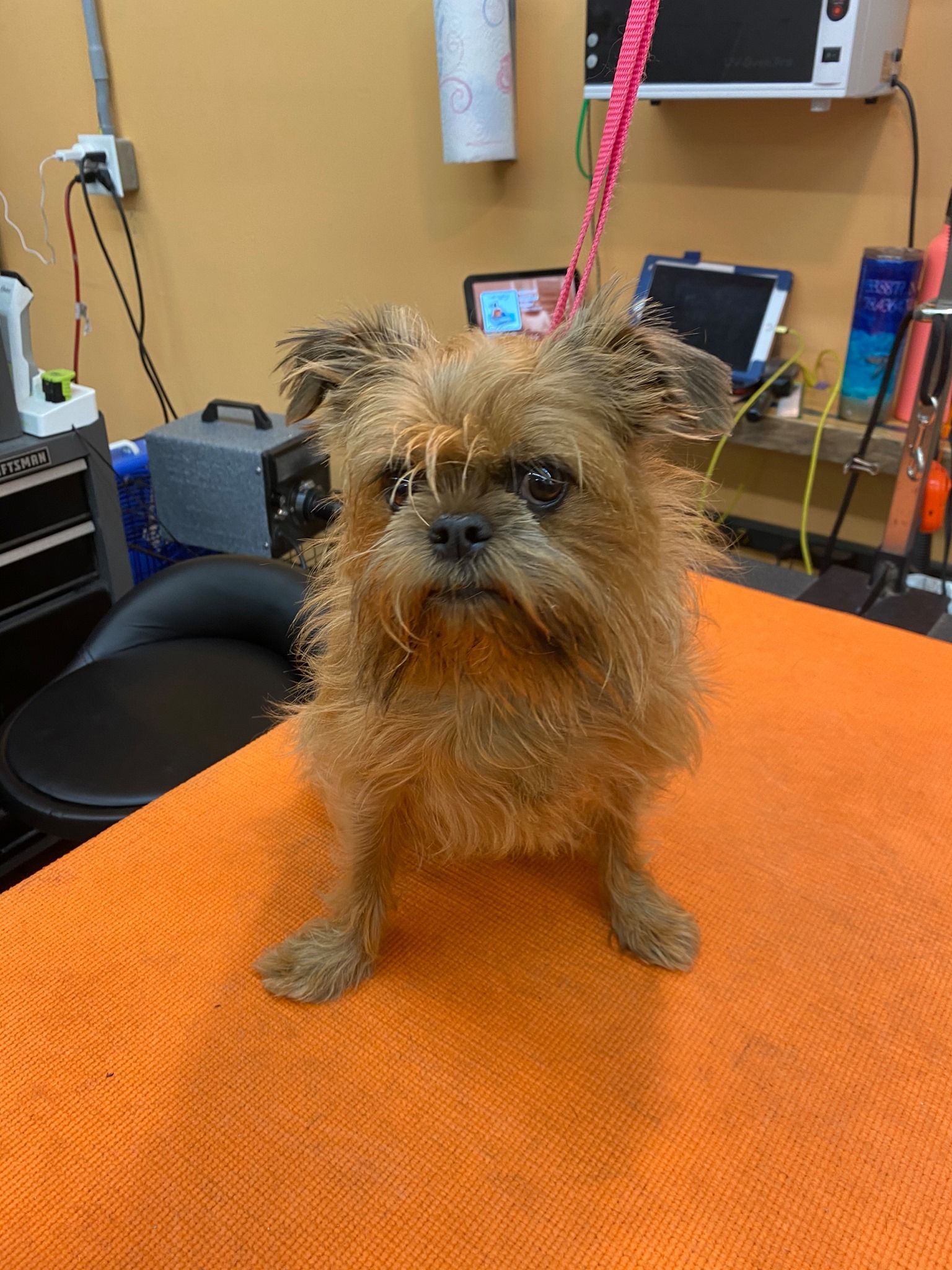 A small brown dog is sitting on an orange towel on a table.