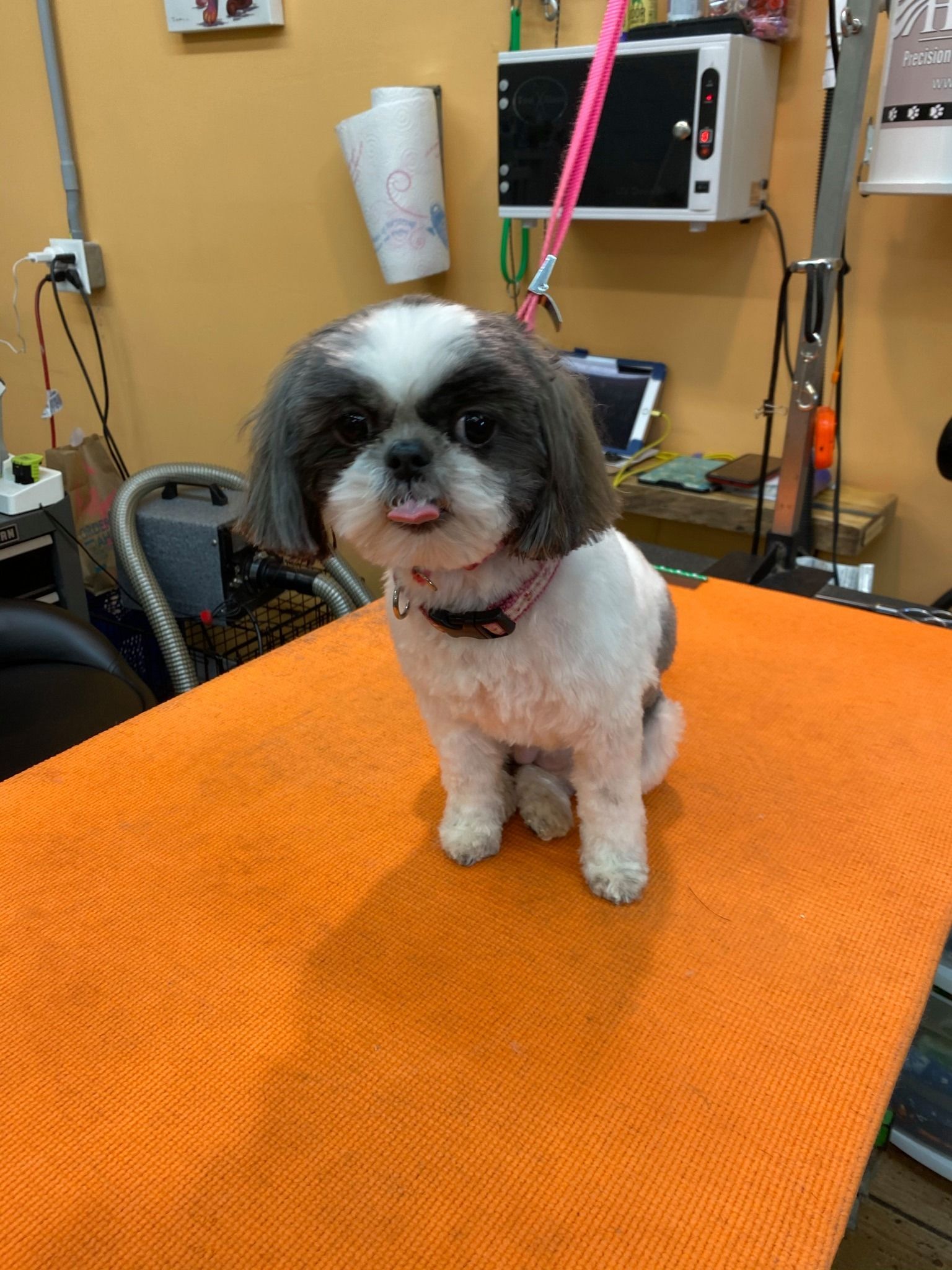 A small brown and white dog is sitting on an orange towel on a grooming table.