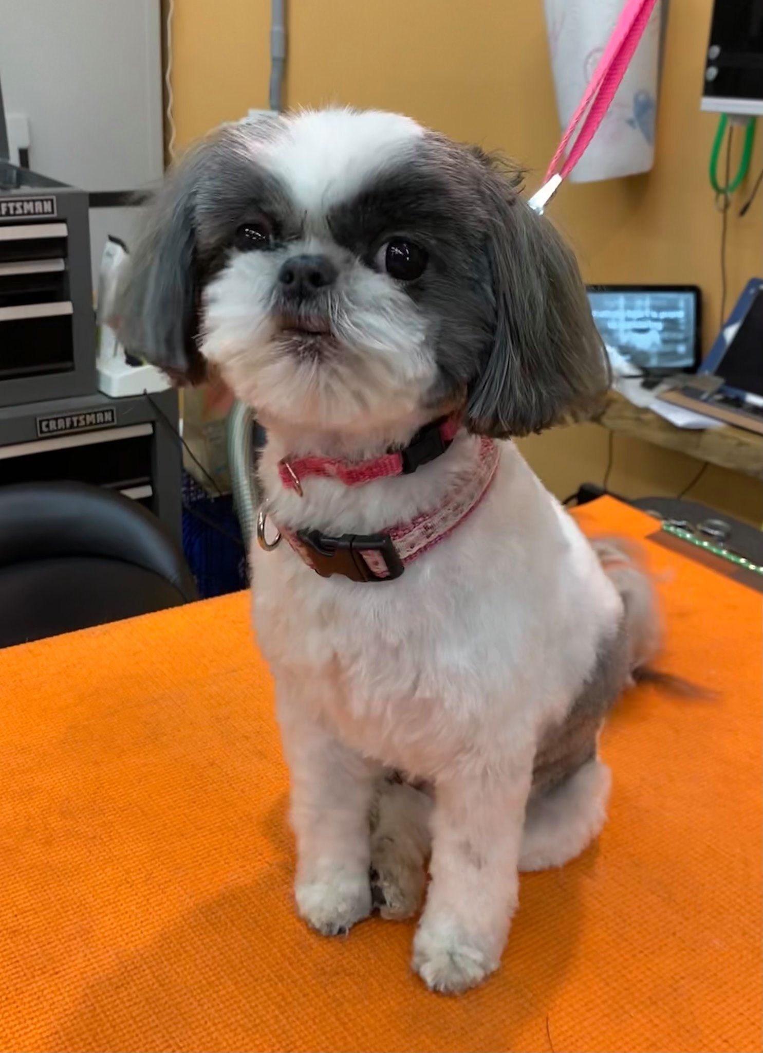A small shih tzu dog is sitting on an orange towel on a table.