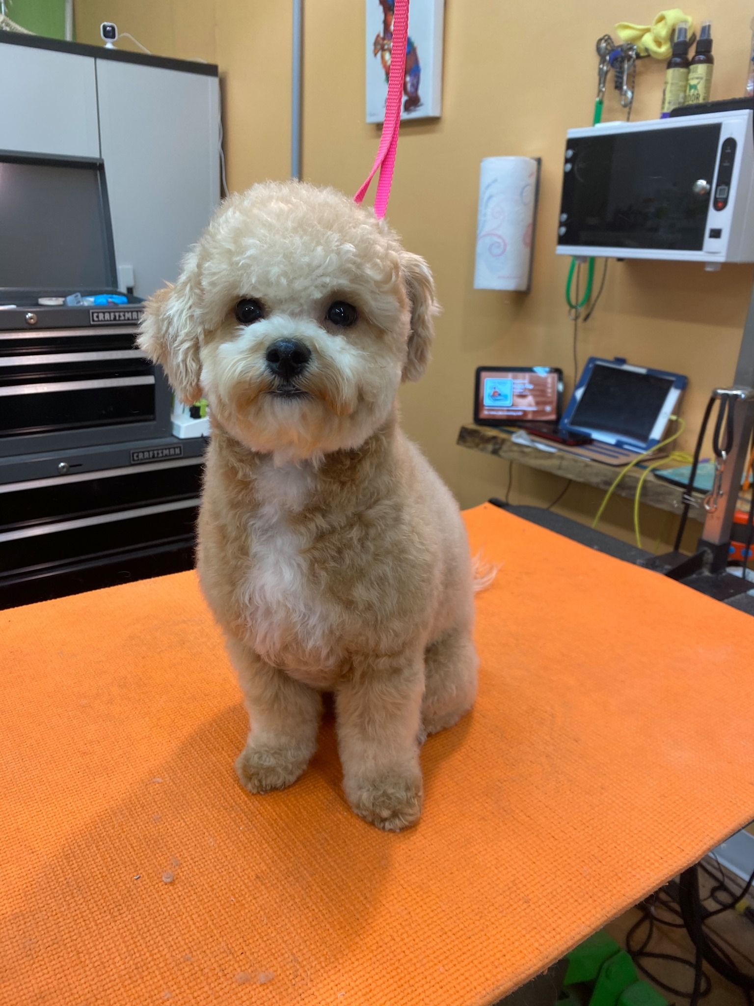A small dog is sitting on an orange towel on a table.
