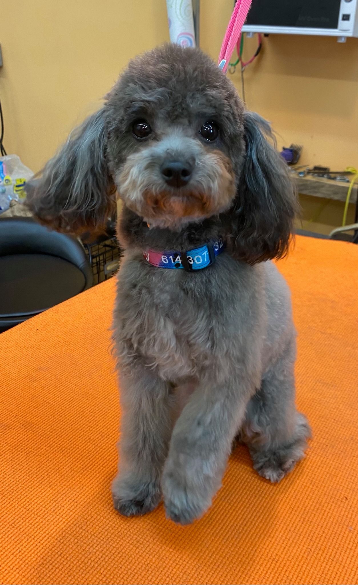 A small poodle is sitting on top of an orange towel on a table.