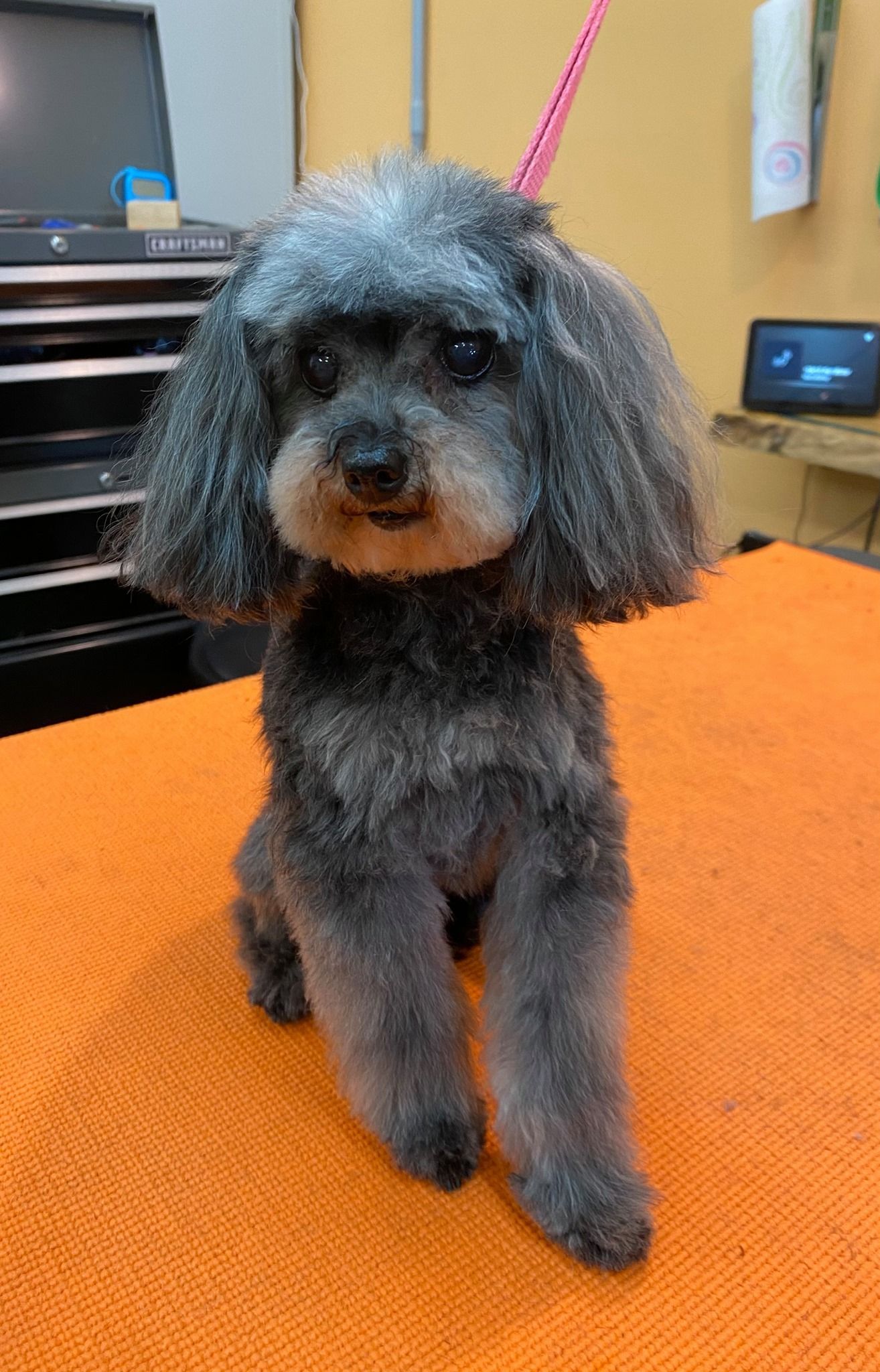 A small gray poodle is sitting on an orange towel on a table.