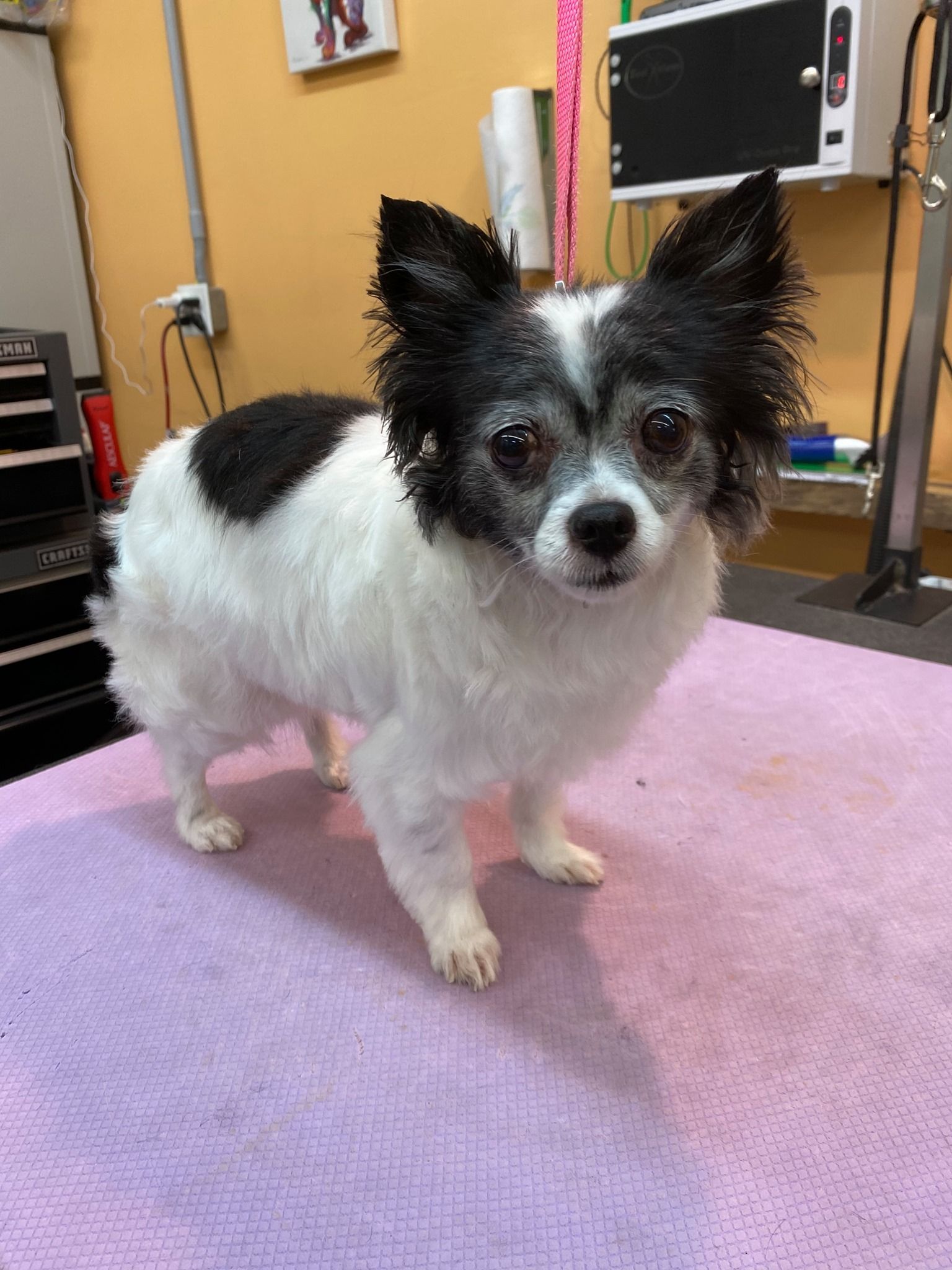 A small black and white dog is standing on a purple towel.