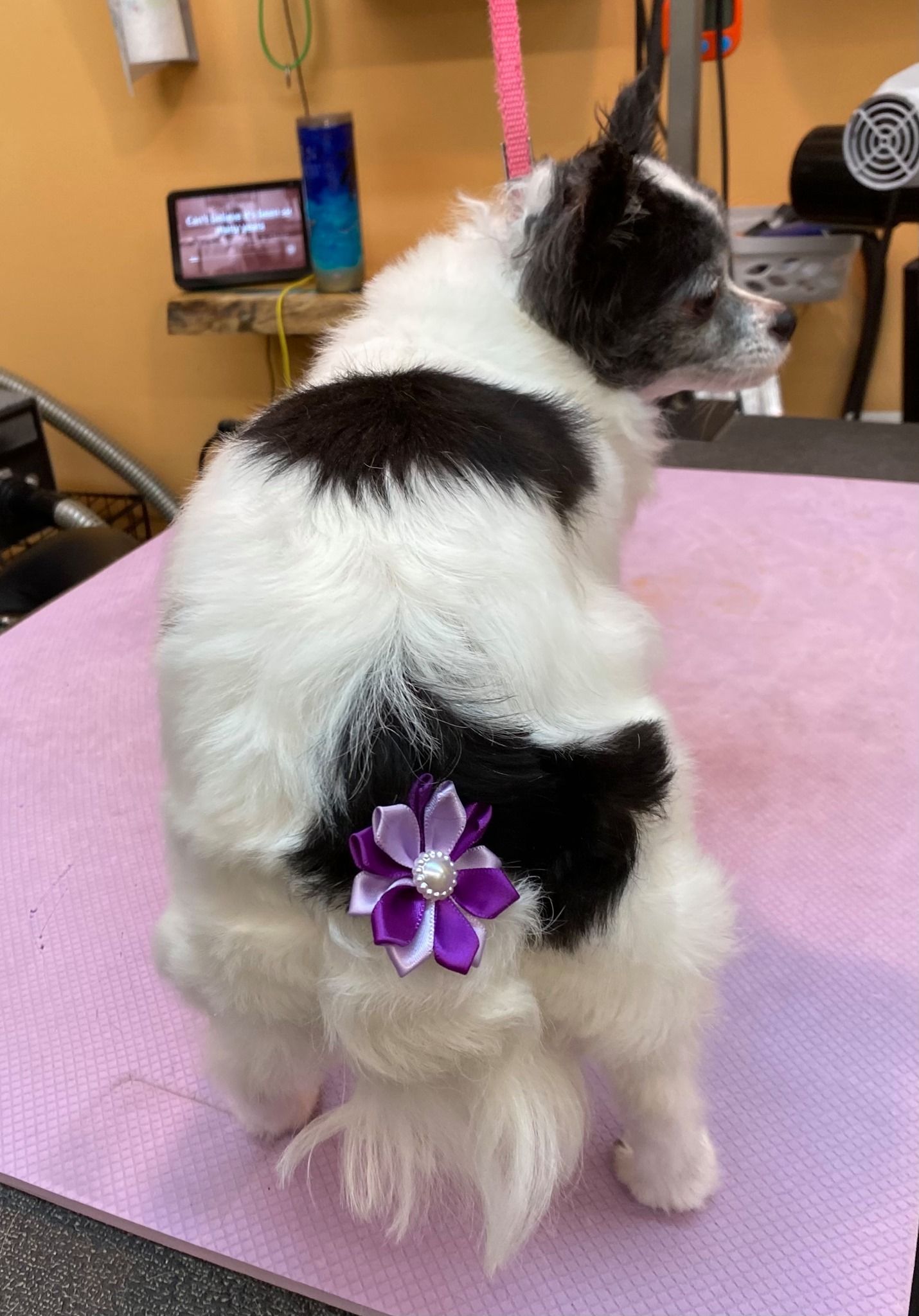 A black and white dog with a purple flower on its tail.