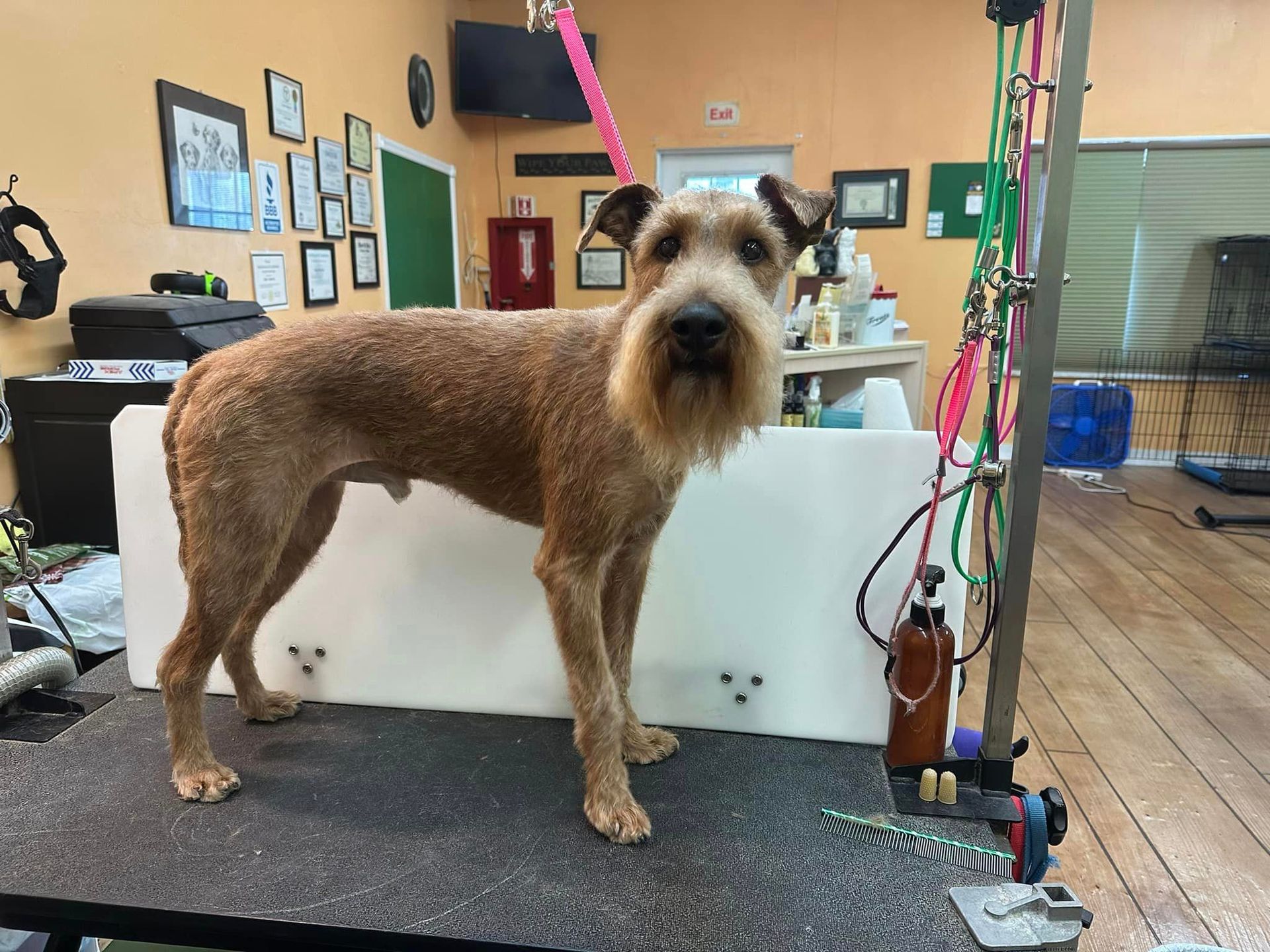 A dog is standing on a grooming table in a room.