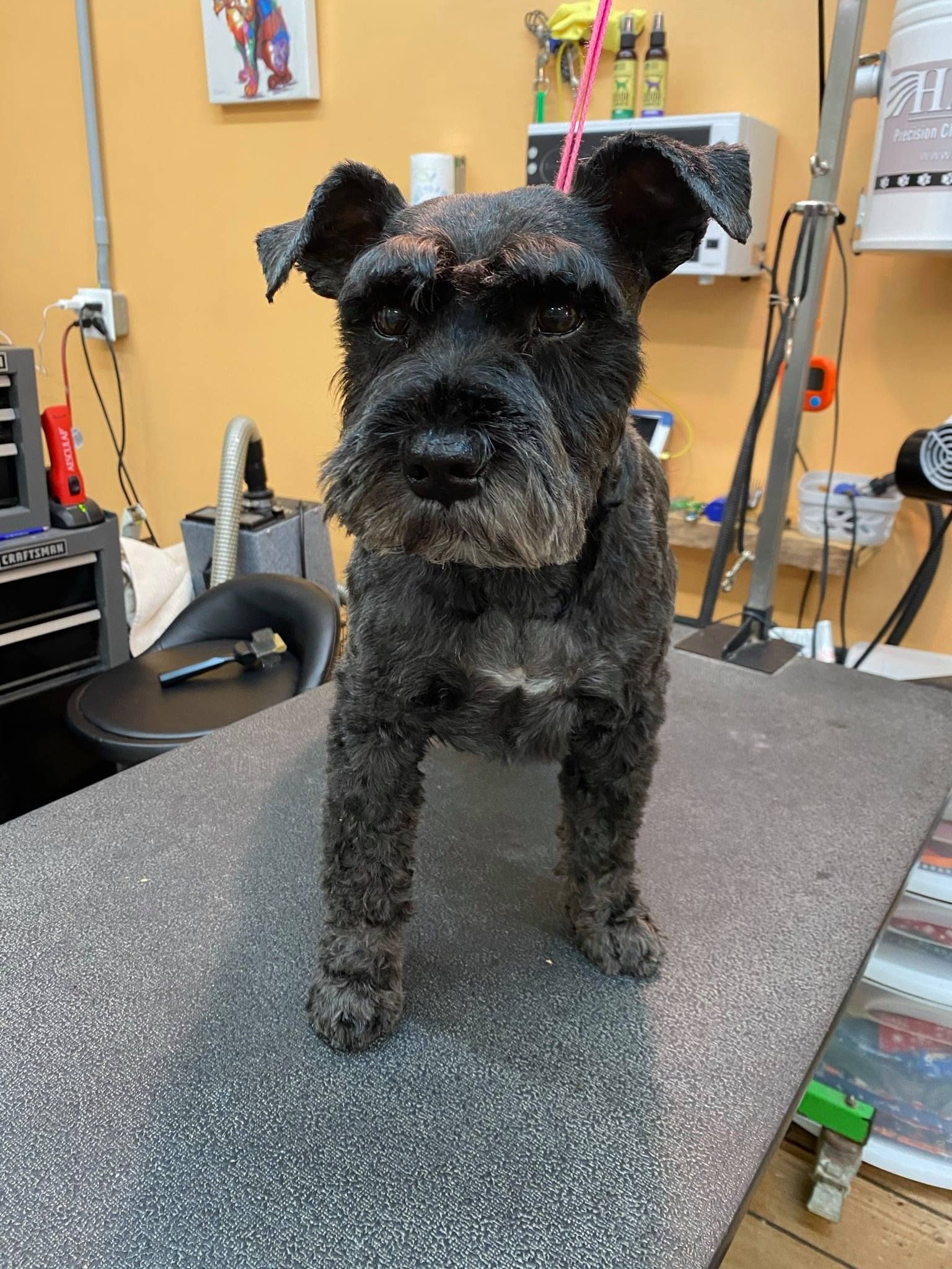 A small black dog is standing on a table in a grooming salon.