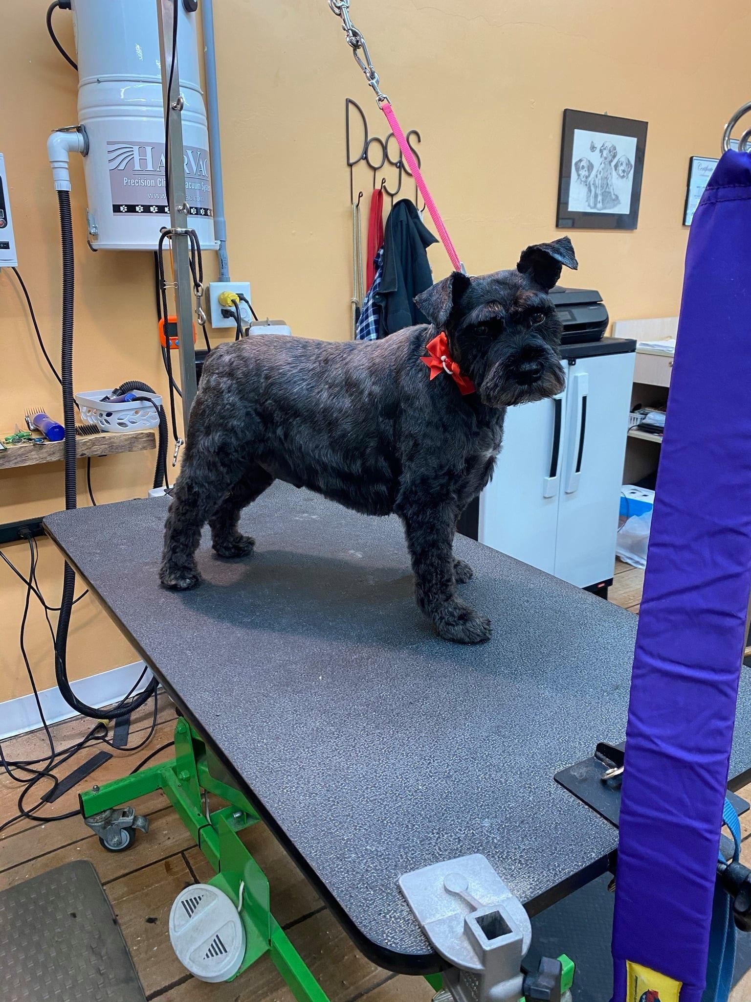 A small black dog is standing on a grooming table.