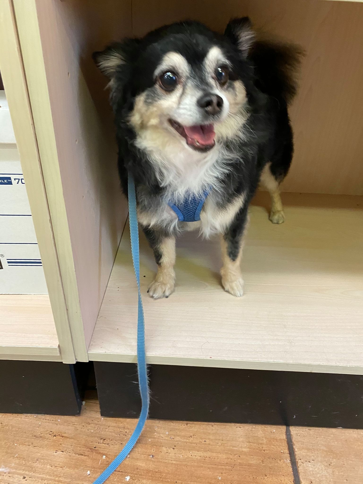 A small black and white dog is standing next to a shelf on a leash.