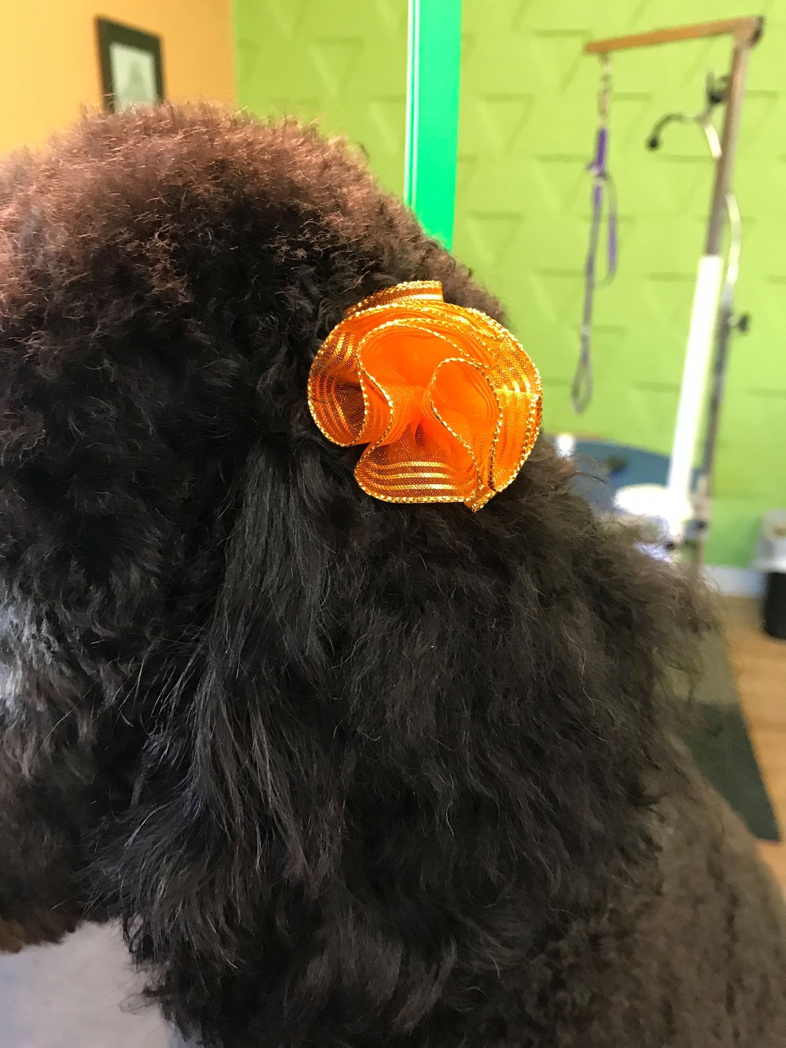 A close up of a black dog with a flower in its hair.