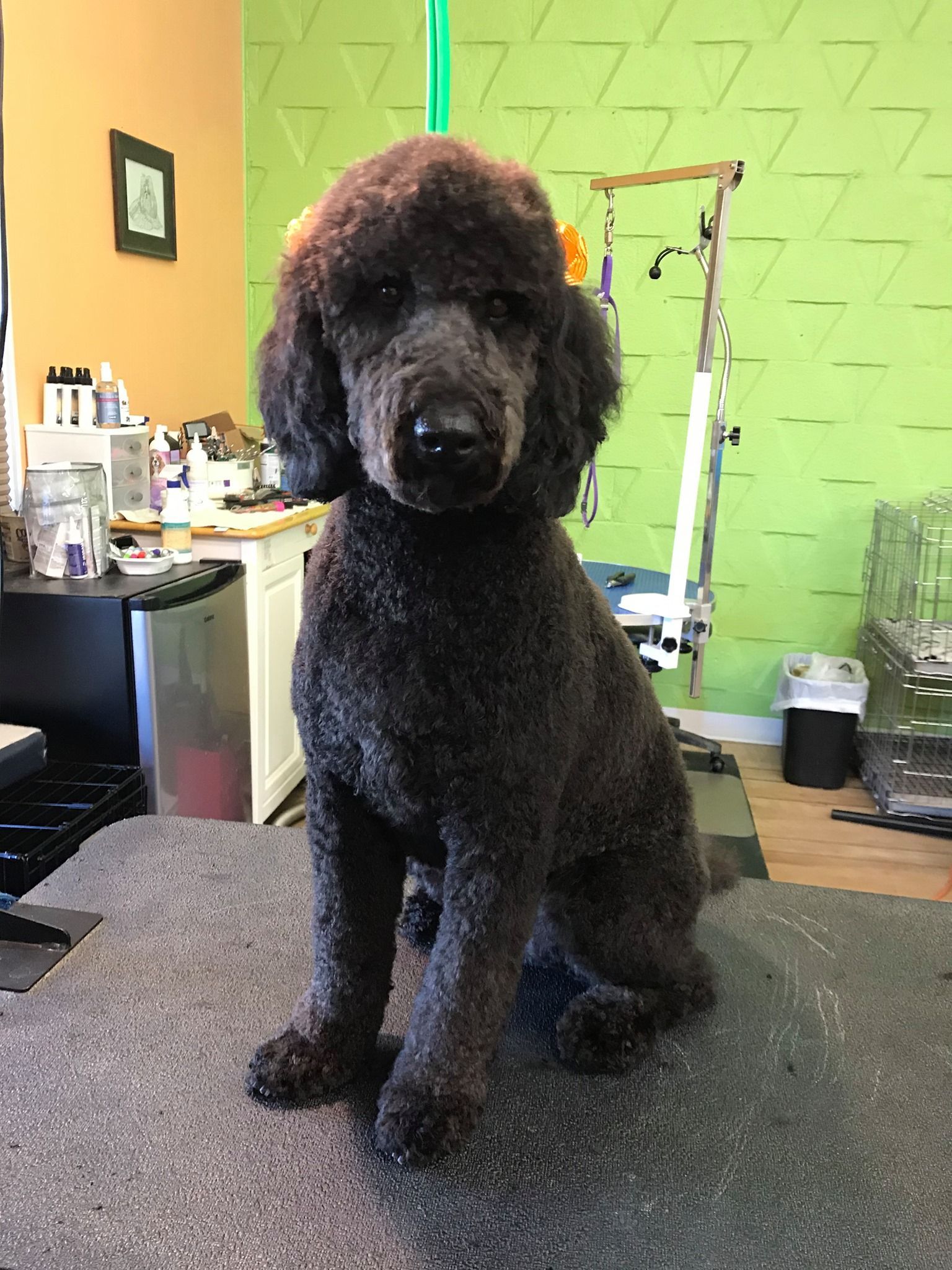 A black poodle is sitting on a table in a room.