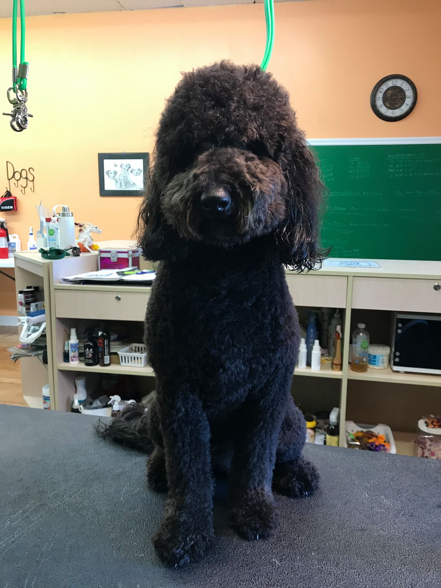 A black poodle is sitting on a table in a room
