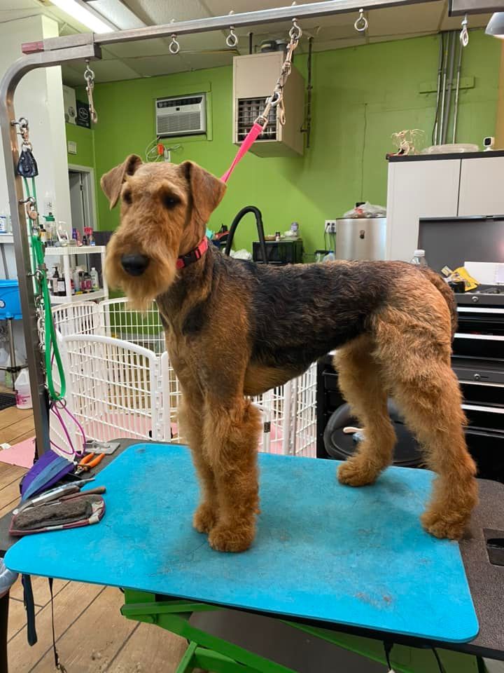 A small dog is standing on a blue table in a grooming salon.
