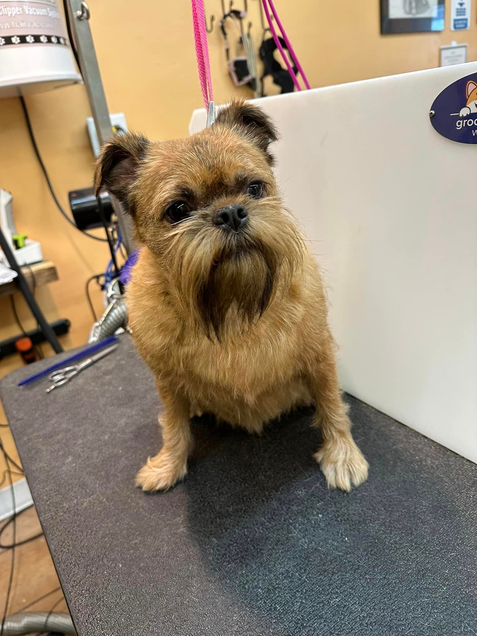A small brown dog with a beard is sitting on a grooming table.