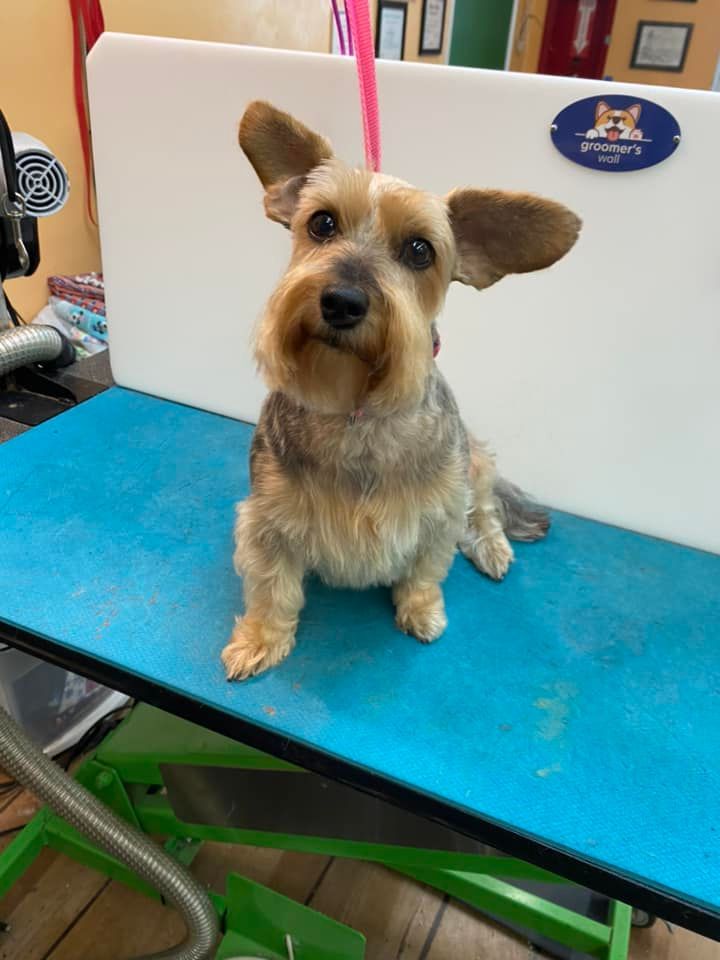 A small dog is sitting on a blue table.