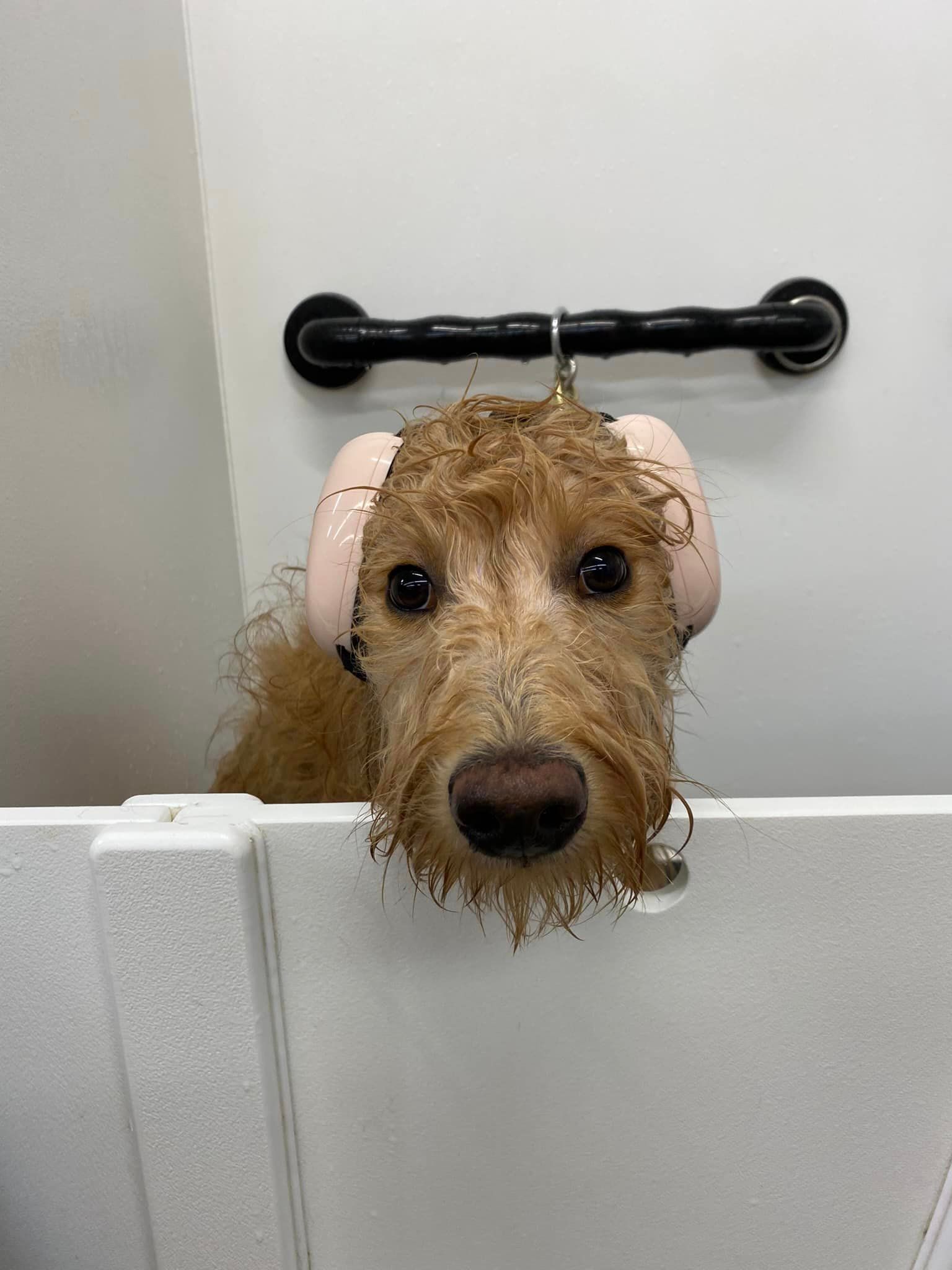 A dog is taking a bath in a bathtub.