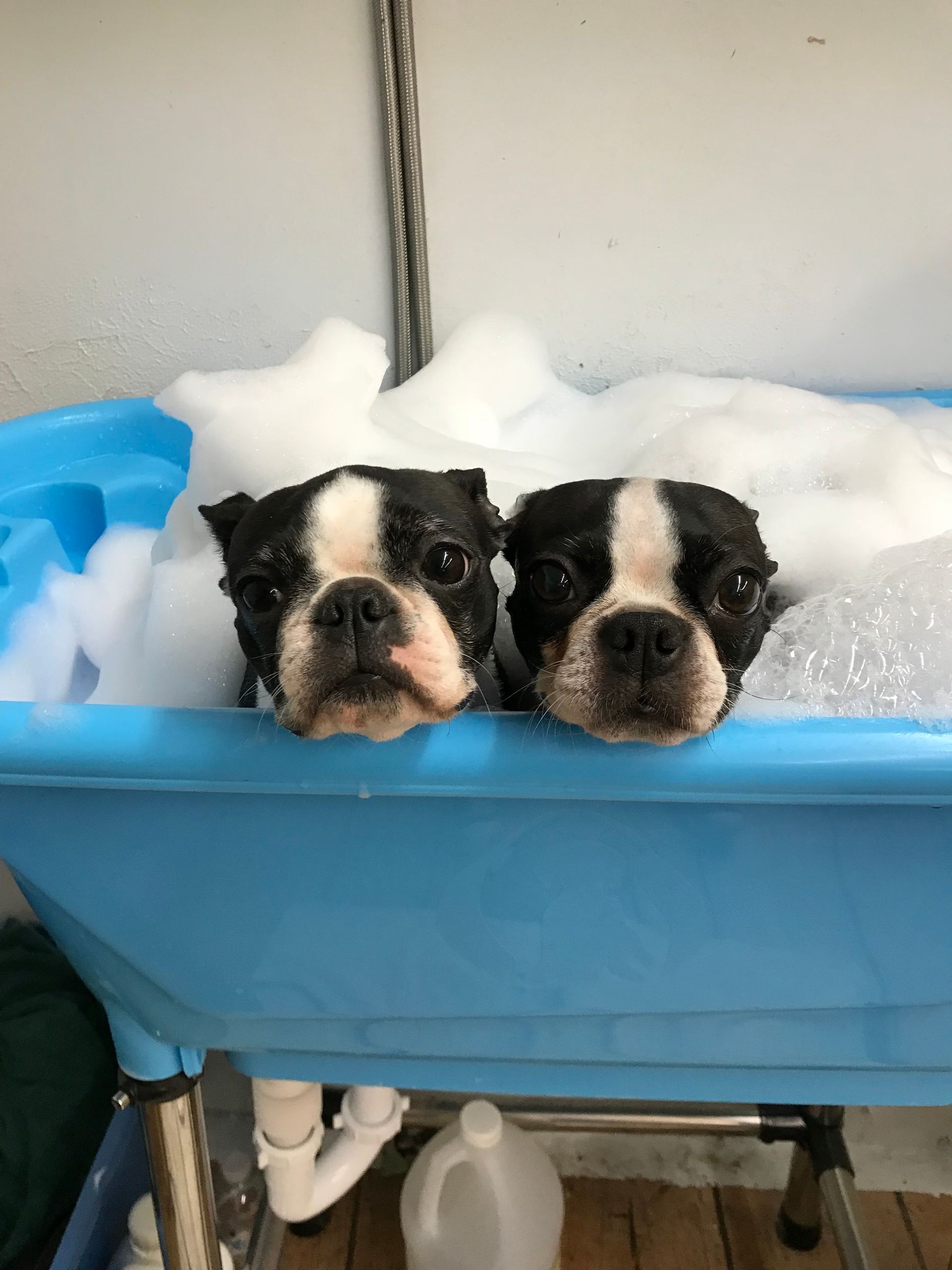 Two puppies are taking a bath in a blue tub filled with foam.