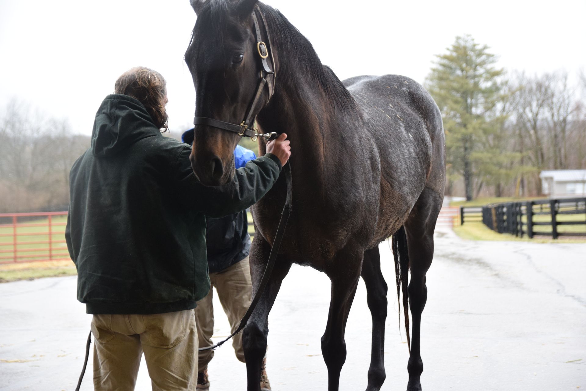Two men are standing next to a black horse.