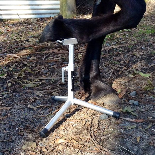 INTRODUCING THE NEW WILD HOOF STAND