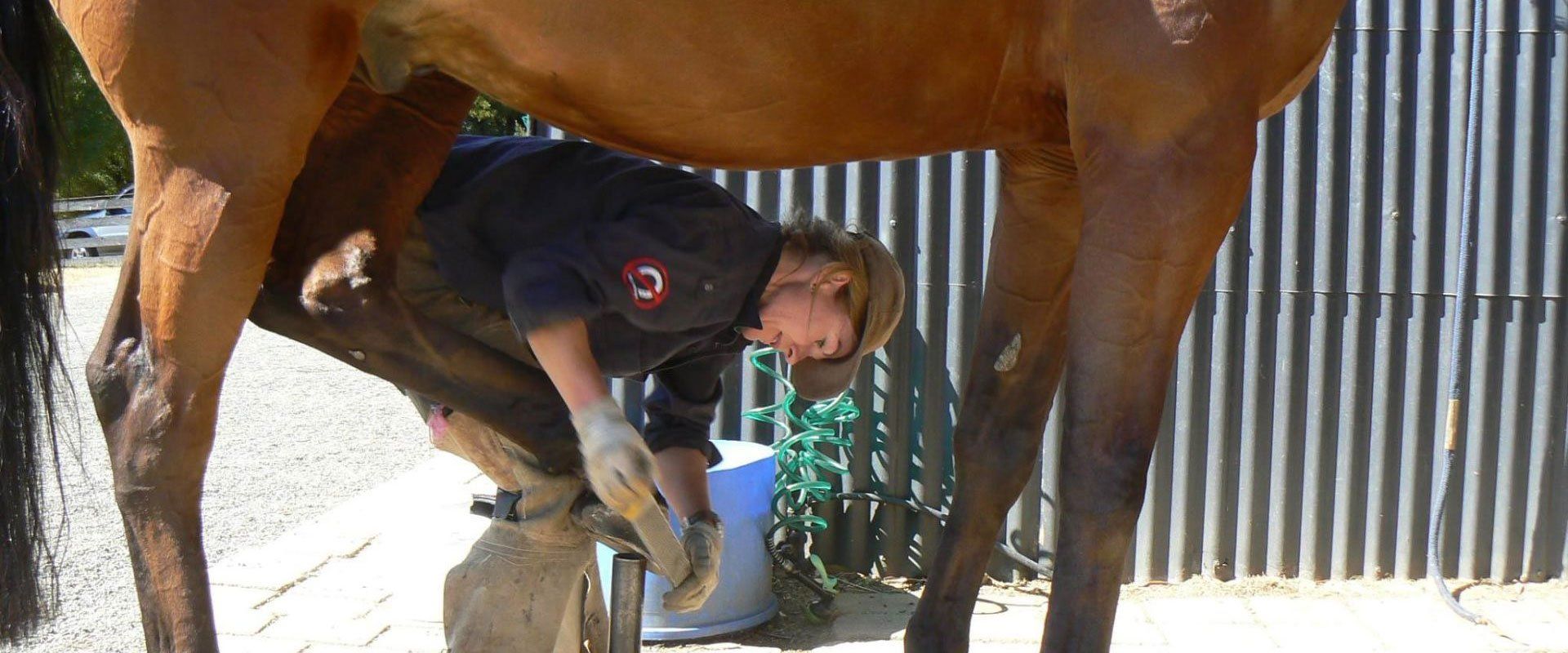 woman cleaning horse