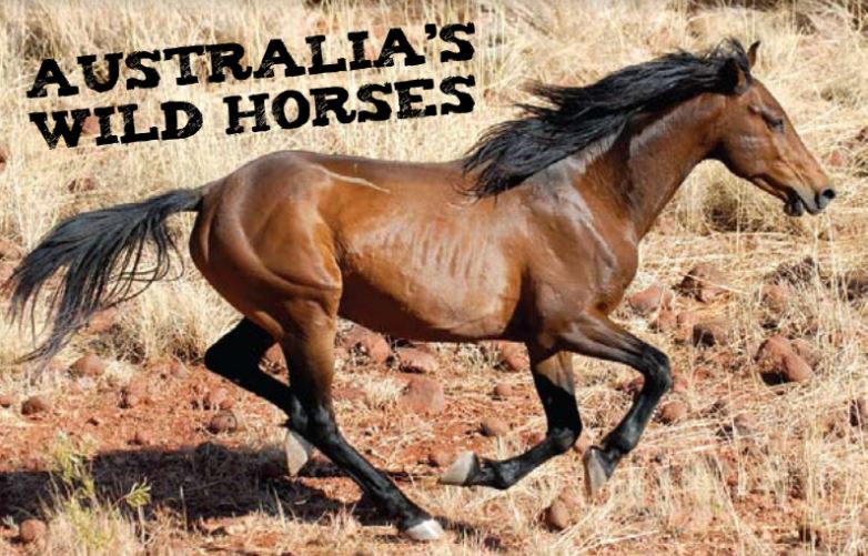 australia's wild horses