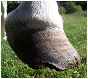 His hooves were rotten and he had an extremely stretched white line. He was trimmed and booted and started moving better within the hour.
