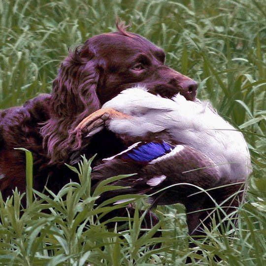 Annual Events for the Upper Midwest Boykin Spaniel Club