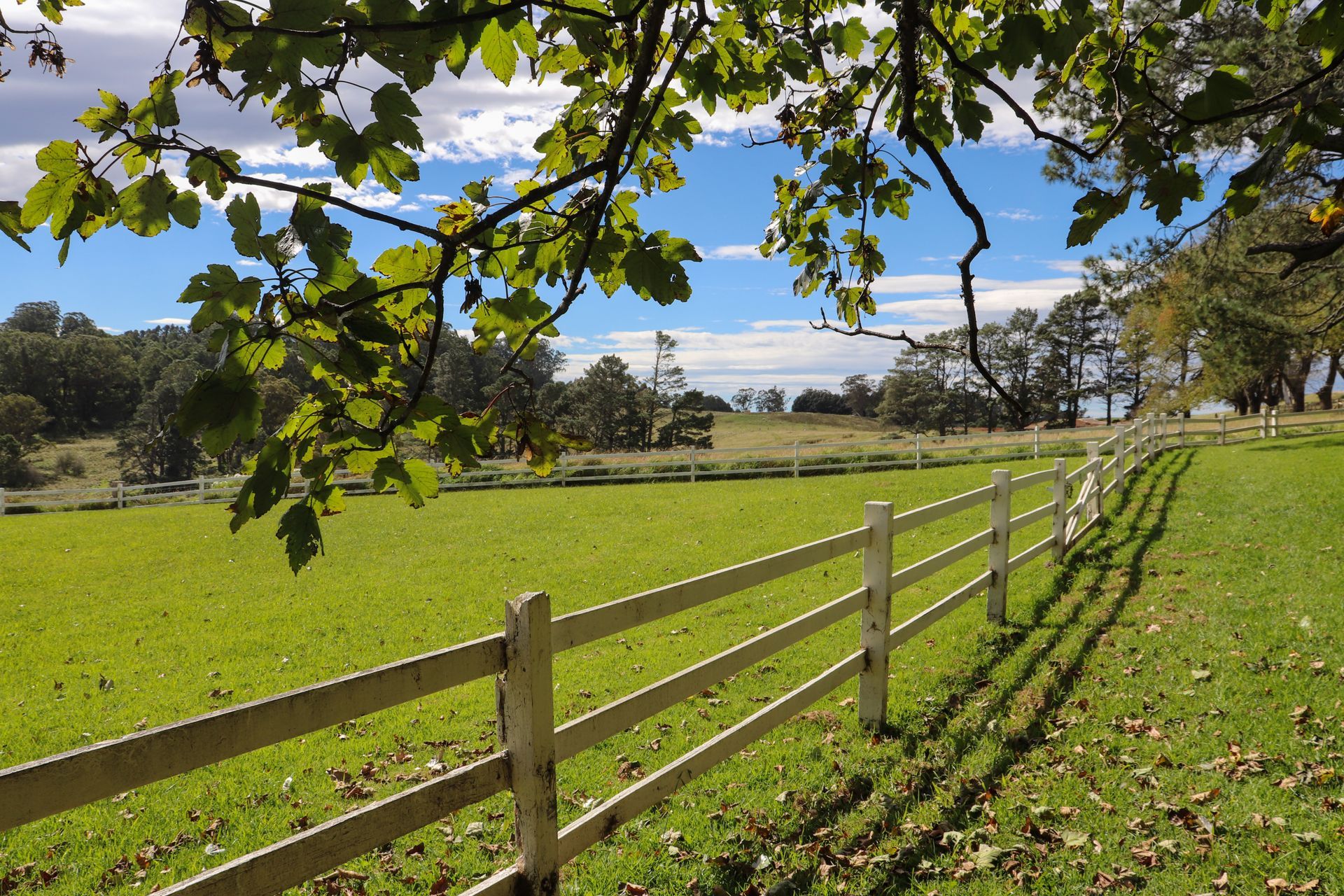 Sunny green field with a wooden fence, trees, and blue sky with clouds
