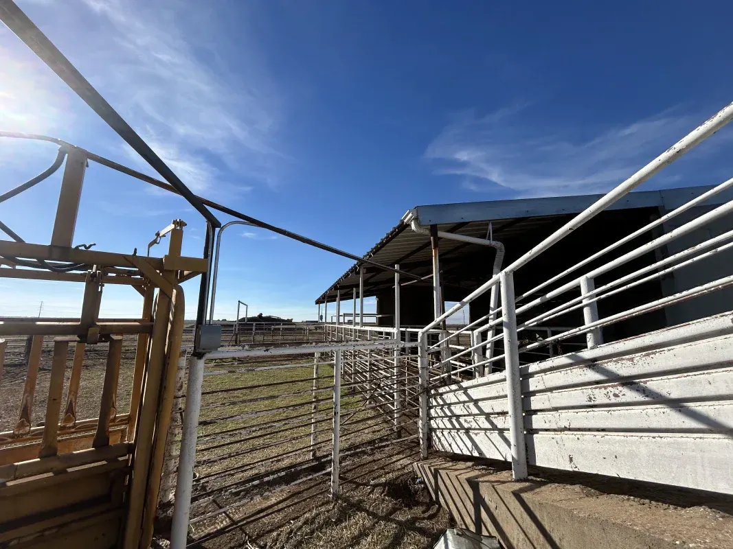 Cattle handling facility with metal pens under a bright blue sky.