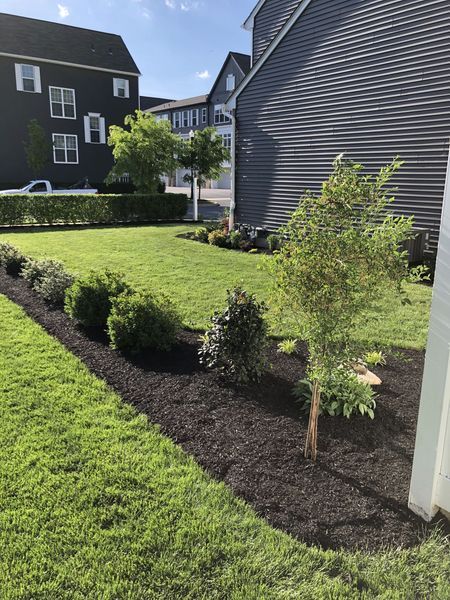 A landscaped yard with a row of bushes, tree, and dark mulch, next to a building and grass.
