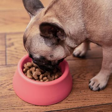 BULLDOG PHARMA SHOP BAJIO - Alimento para mascota BULLDOG PHARMA SHOP BAJIO - Alimento para mascota