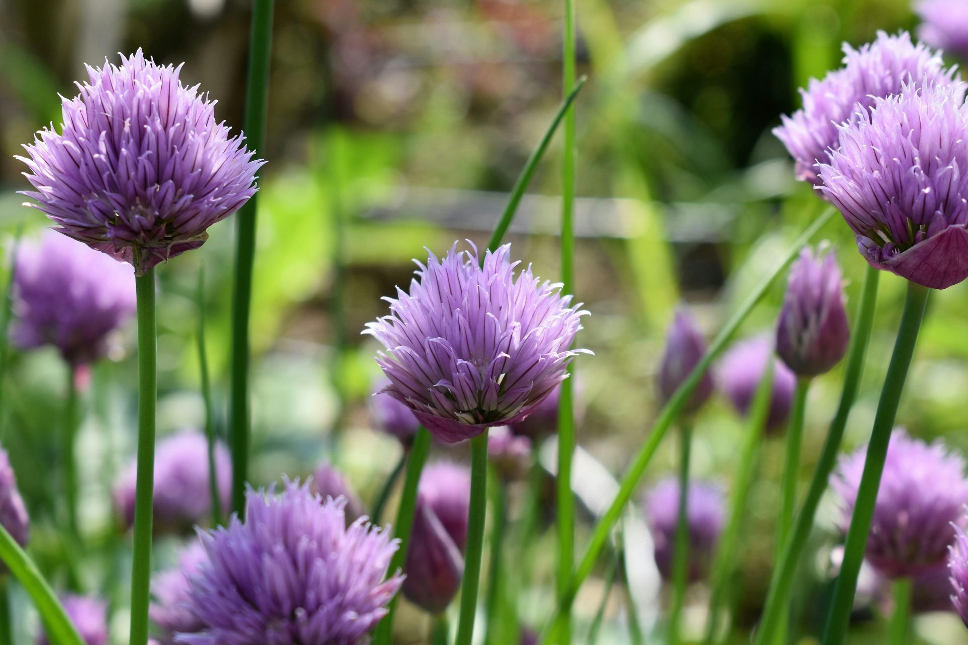 Purple chive flowers in full bloom, surrounded by green stems and foliage.