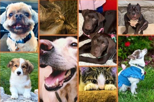 Collage of WAFF Pets 2025